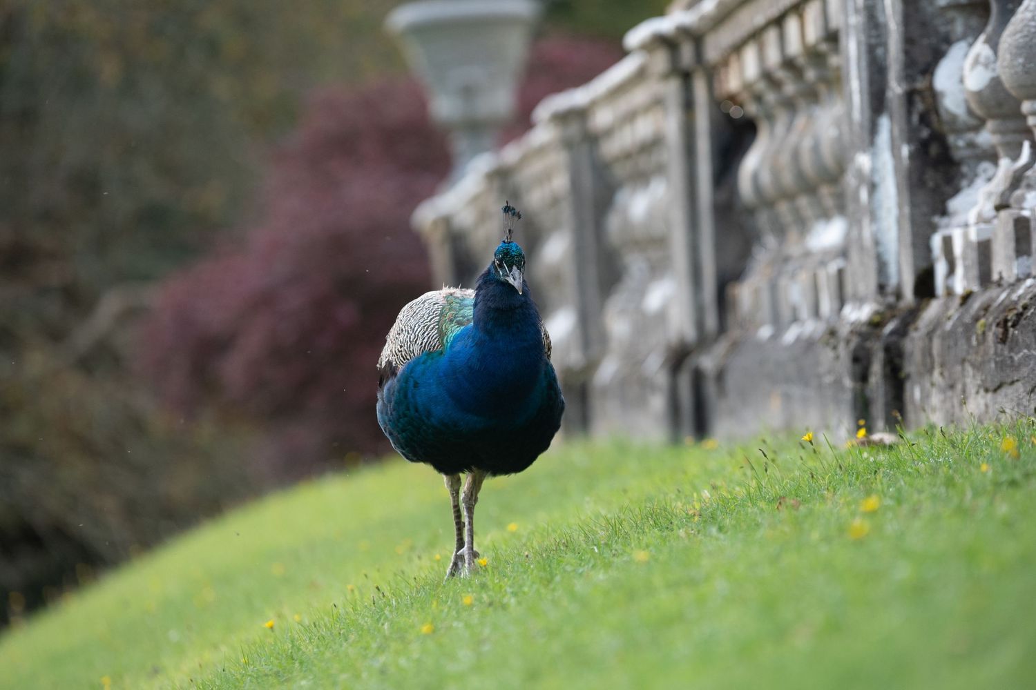 A vibrant peacock walks on lush green grass beside an ornate stone balustrade in a formal garden.