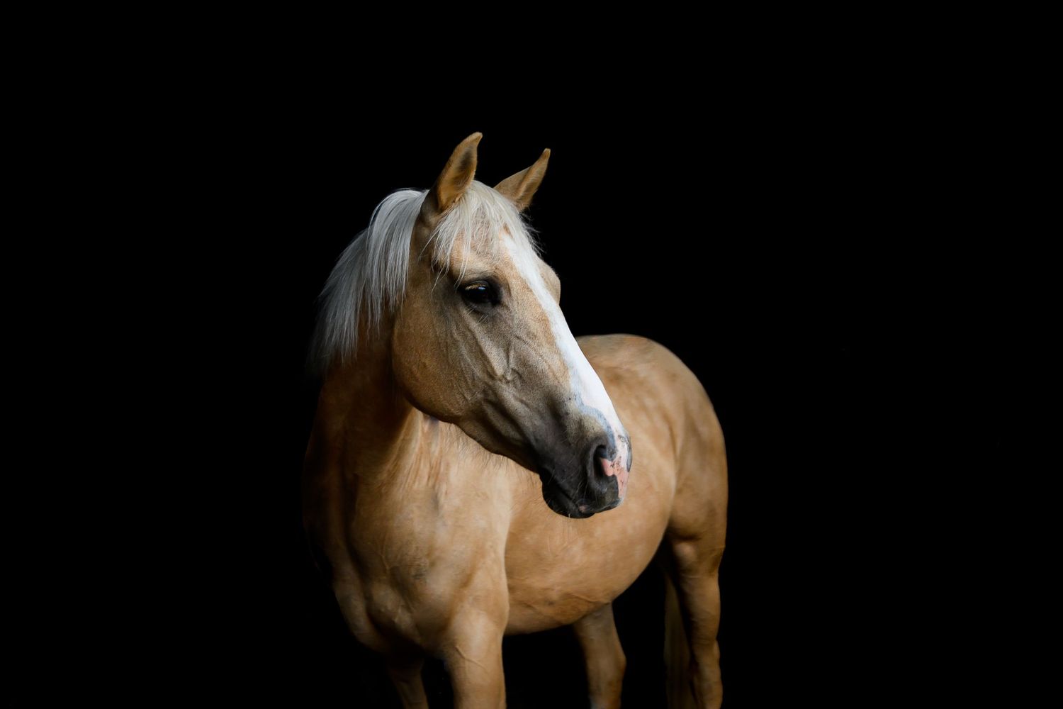 A palomino horse with a white mane stands against a dark black background, showcasing its golden coat.