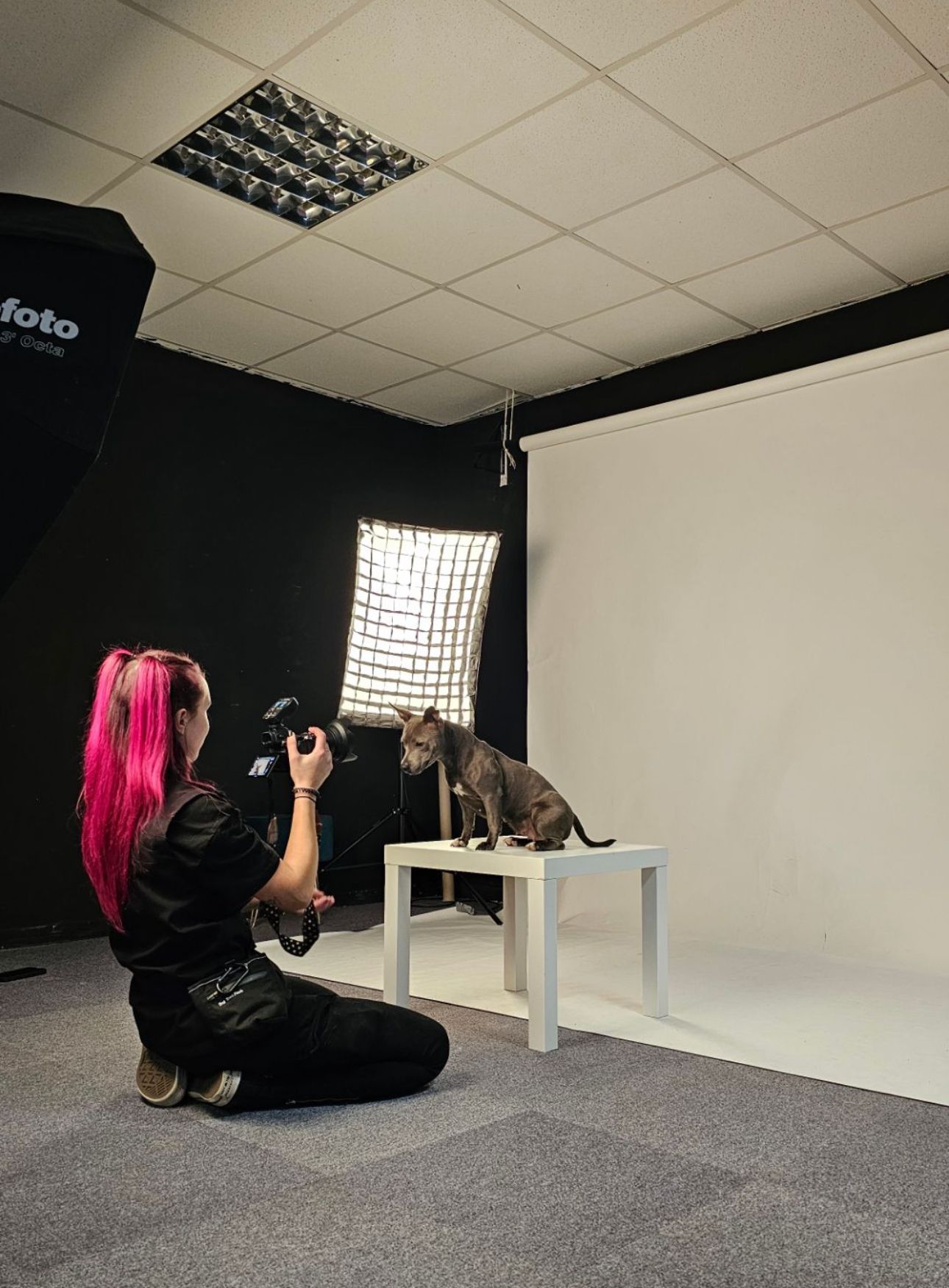 Pink-haired photographer photographing a cat on a white table in a professional photography studio.