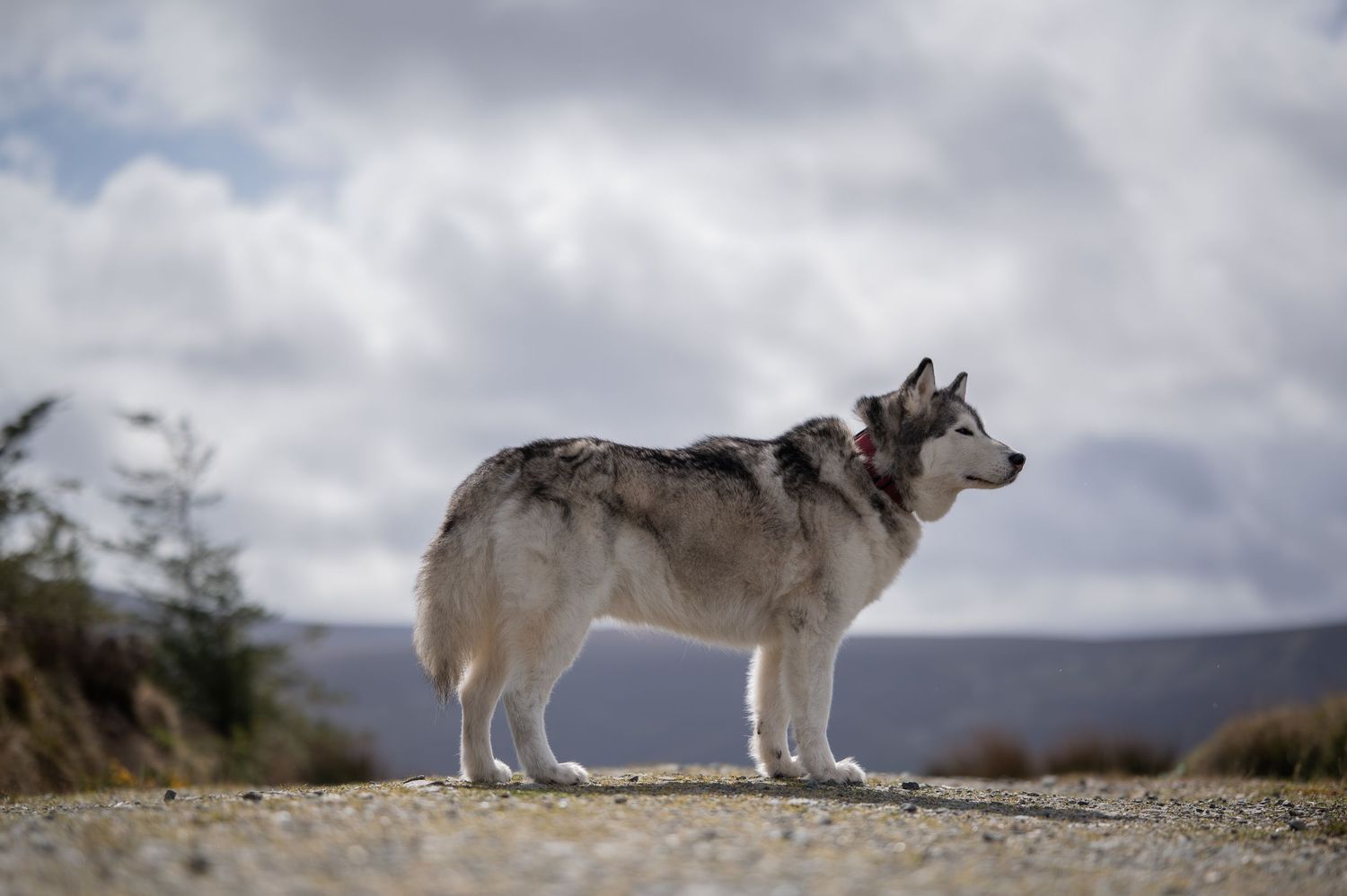 A majestic Siberian Husky stands on rocky terrain against a cloudy sky backdrop.