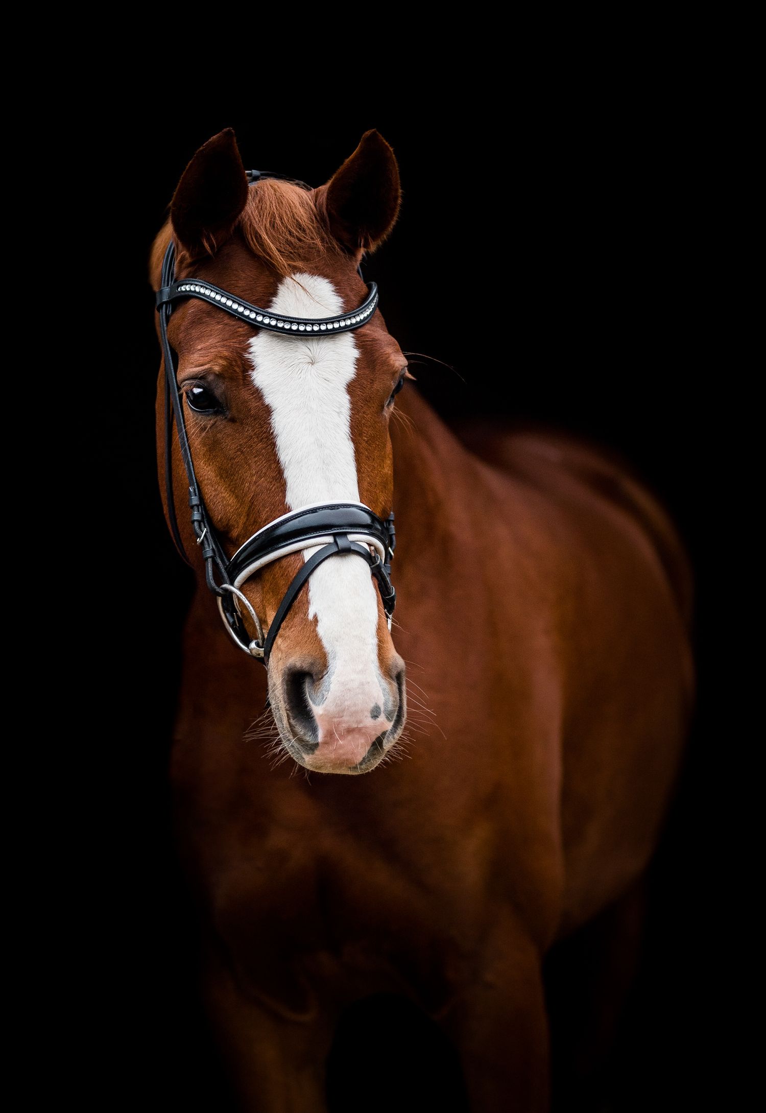 A chestnut horse with a white blaze wearing a black bridle, photographed against a dark black background.