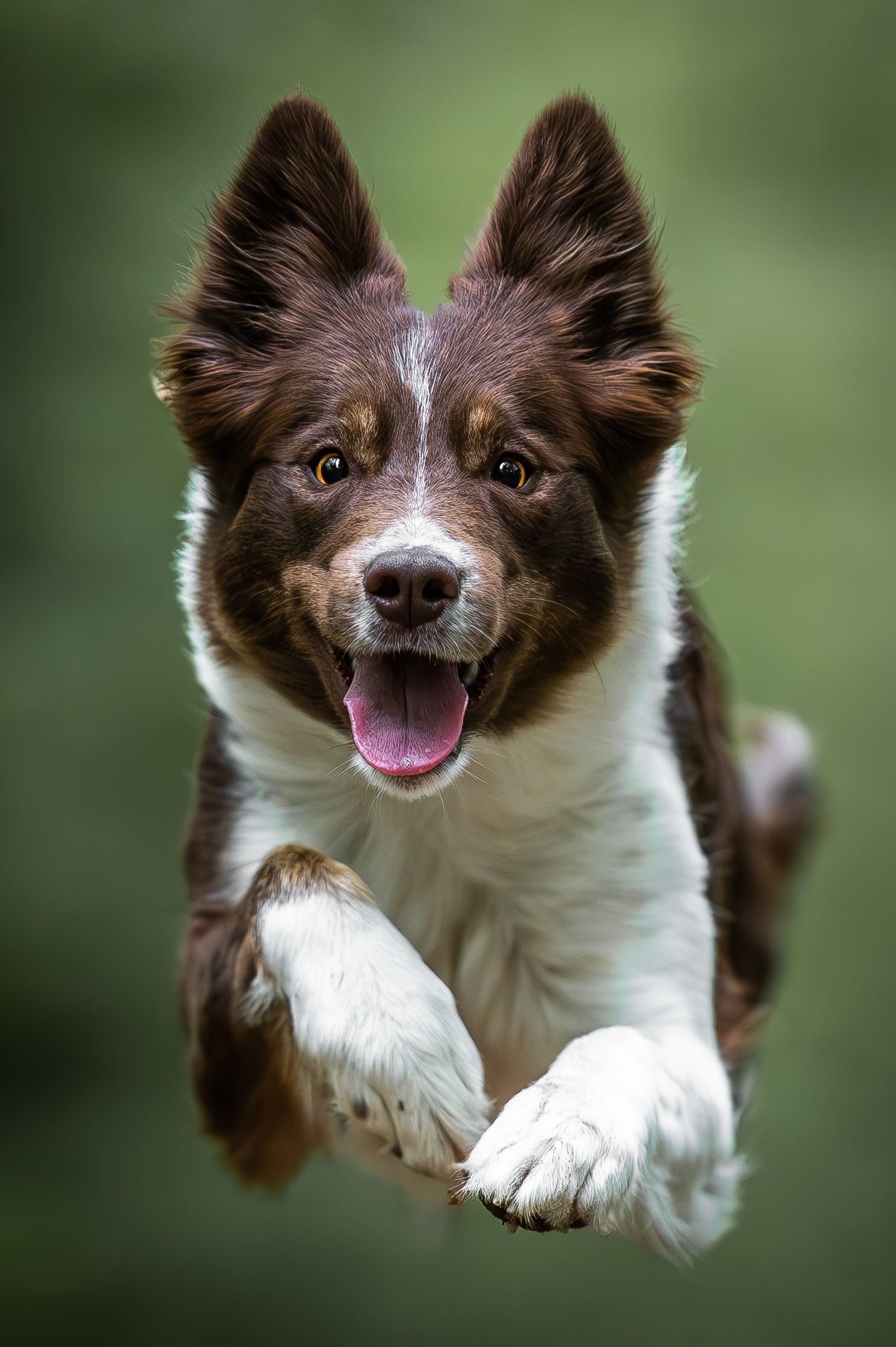 A brown and white Border Collie leaps toward the camera with mouth open against a blurred green outdoor background.