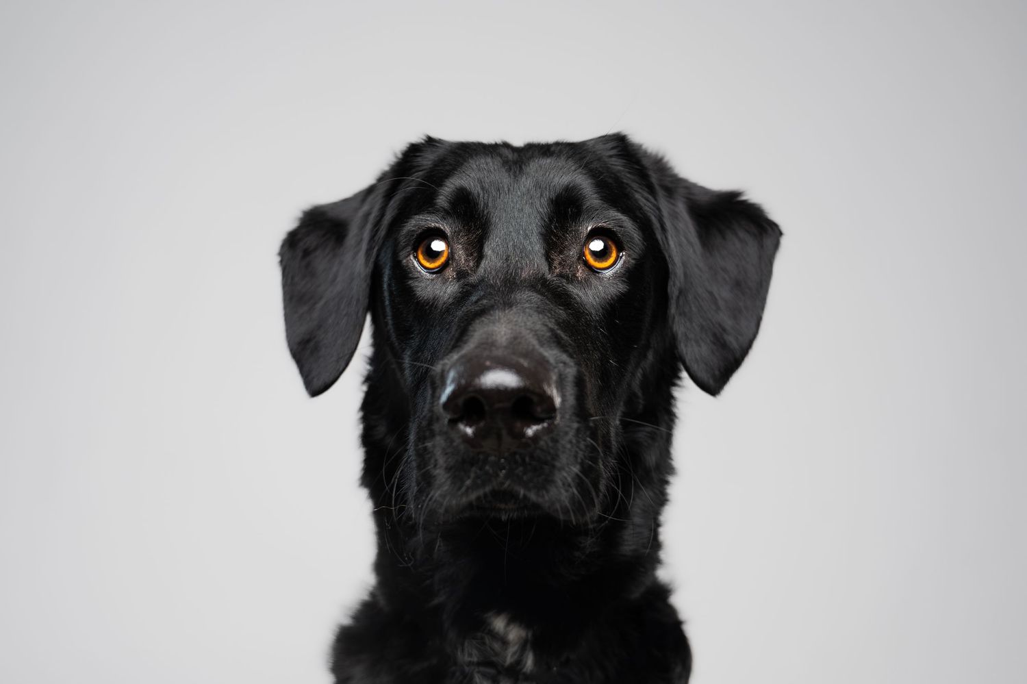 A black Labrador Retriever with soulful amber eyes gazes forward against a plain light gray background.