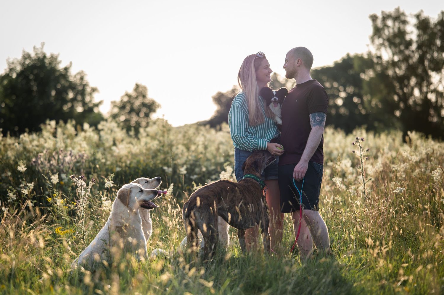 Couple sharing a romantic moment in a sunny meadow with three dogs, surrounded by wildflowers and golden light.