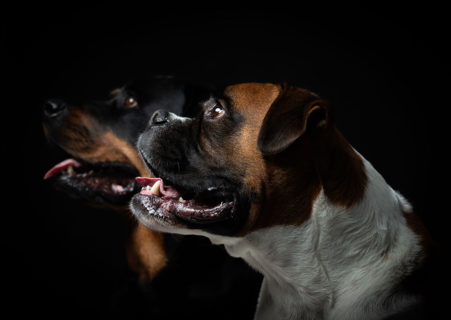 A Boxer and Rottweiler dog duo with tongues out posed dramatically against a dark black background.