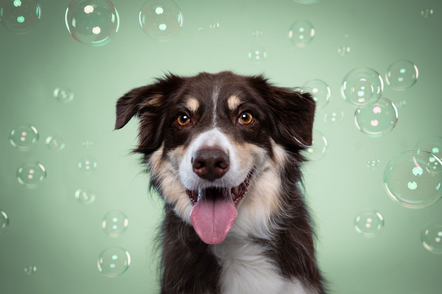 A happy Border Collie with tongue out poses against a green background surrounded by floating soap bubbles.
