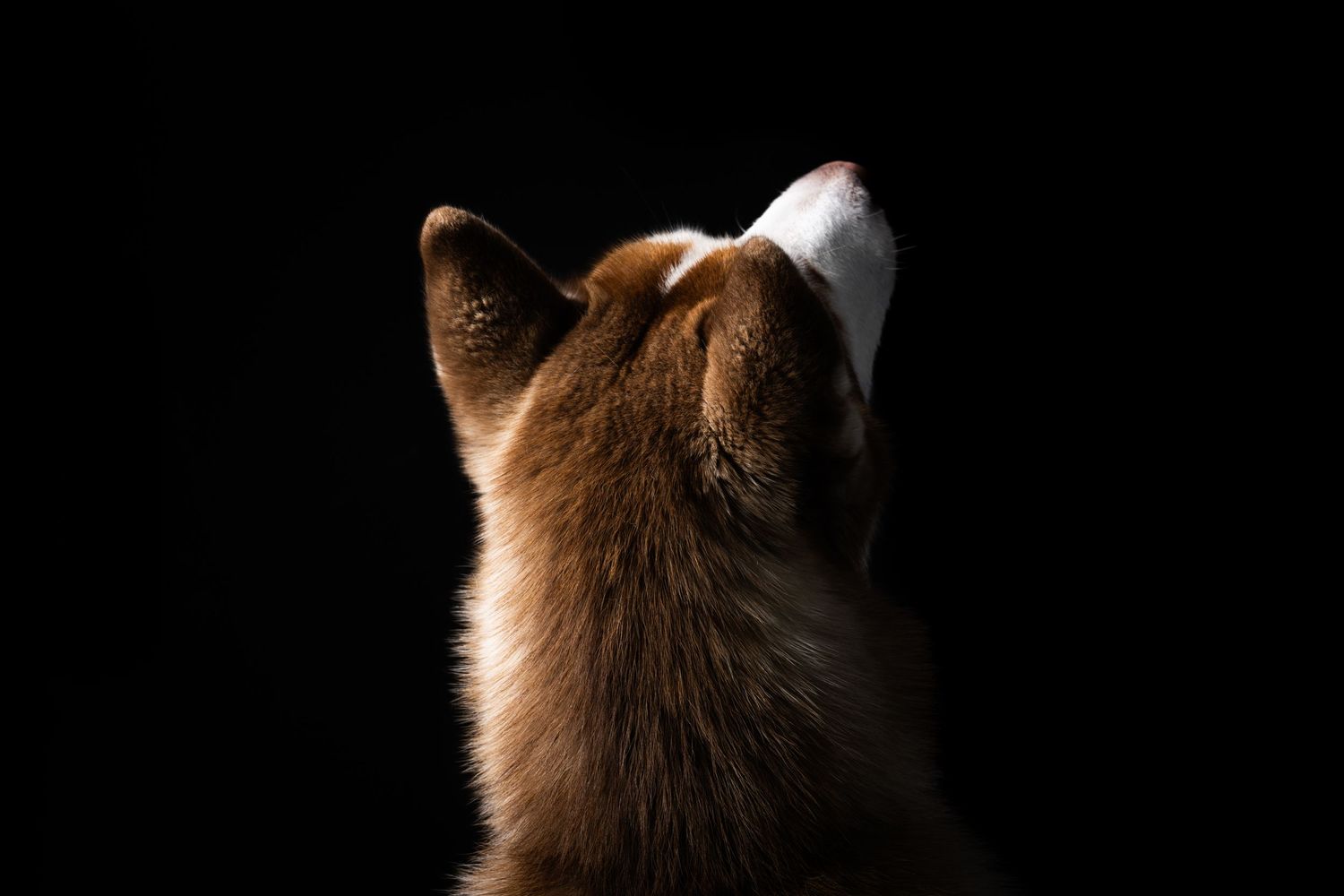 Rear view of a red and white Shiba Inu dog looking upward against a solid black background.