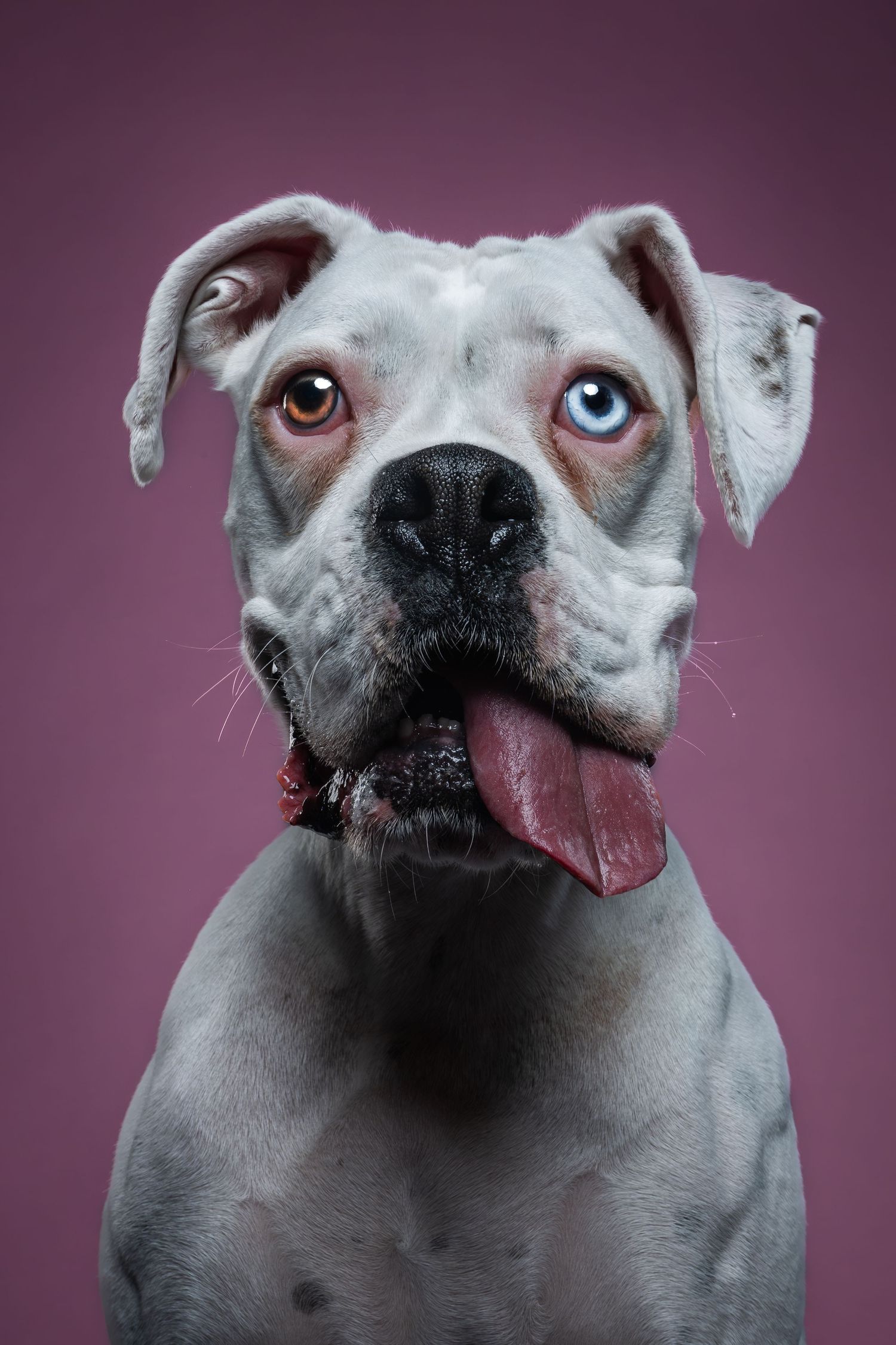 White American Bulldog with heterochromia eyes and tongue out against a pink background.