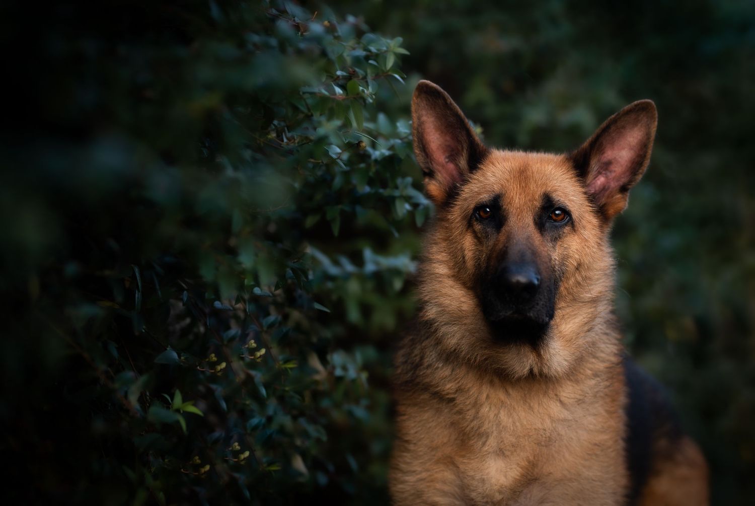 A majestic German Shepherd dog with alert ears poses in front of lush green bushes in a moody outdoor portrait.