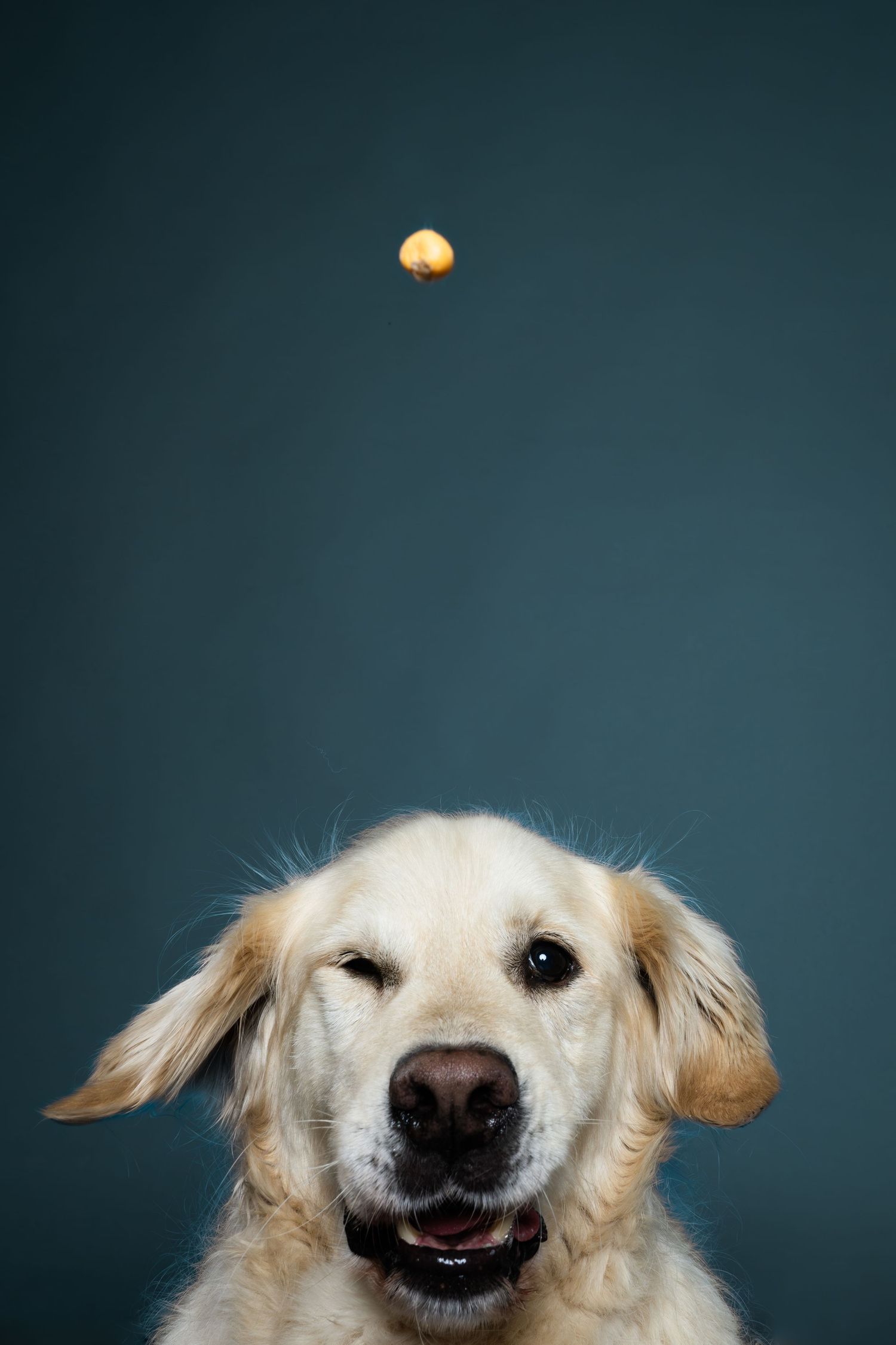 Golden Retriever looking up at a falling treat against a dark teal studio background.