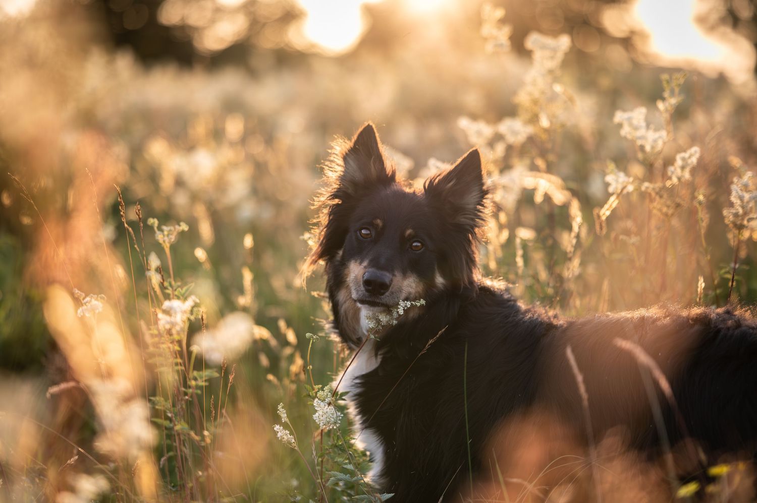 Black and white Border Collie dog sitting in a golden sunlit meadow with wildflowers during sunset.