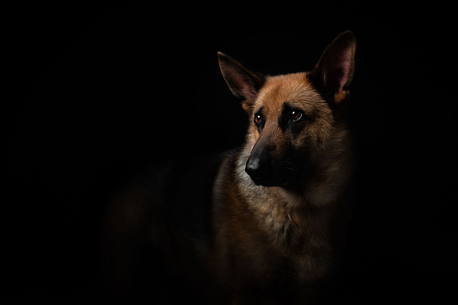 A majestic German Shepherd dog portrait with alert ears against a dramatic dark black background.