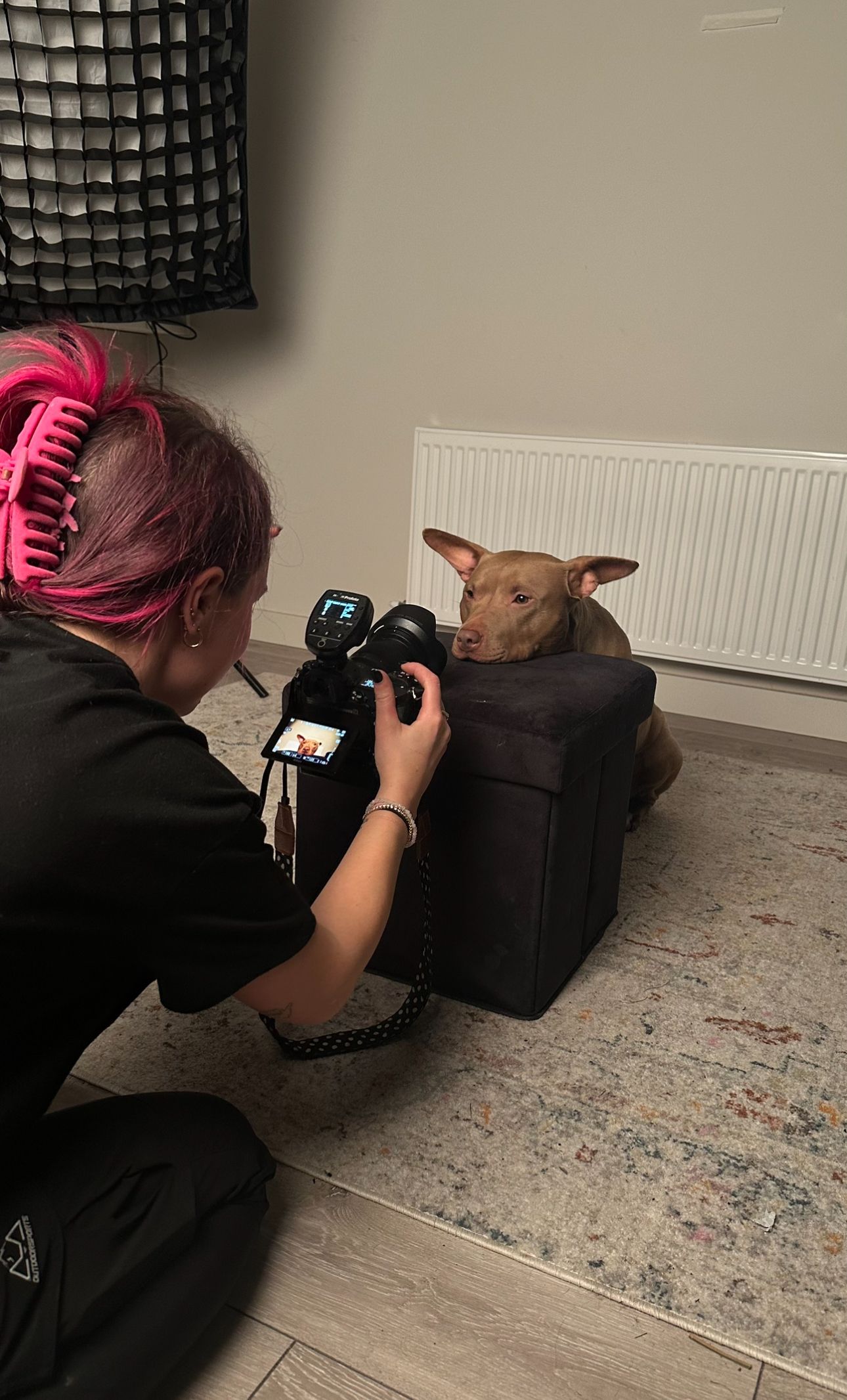Pink-haired photographer taking close-up photos of a pitbull  type brown dog resting on a dark ottoman indoors.