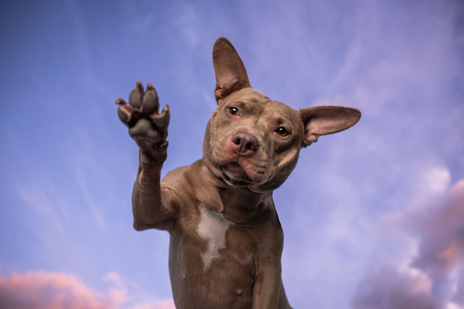 Playful brown Pit Bull raising its paw high against a vibrant blue sky background.