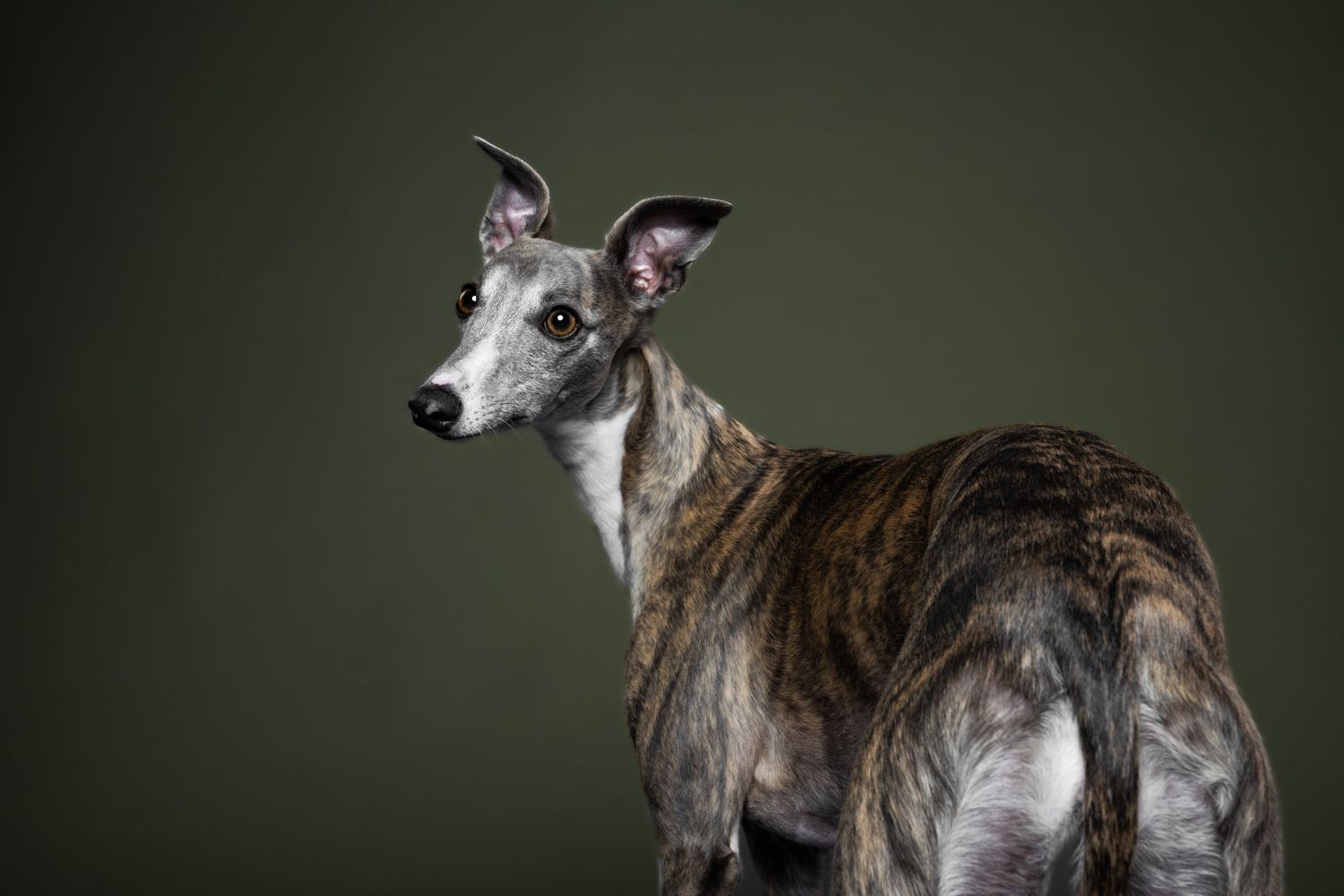 Brindle Greyhound dog posing elegantly in a studio portrait against a dark green background.