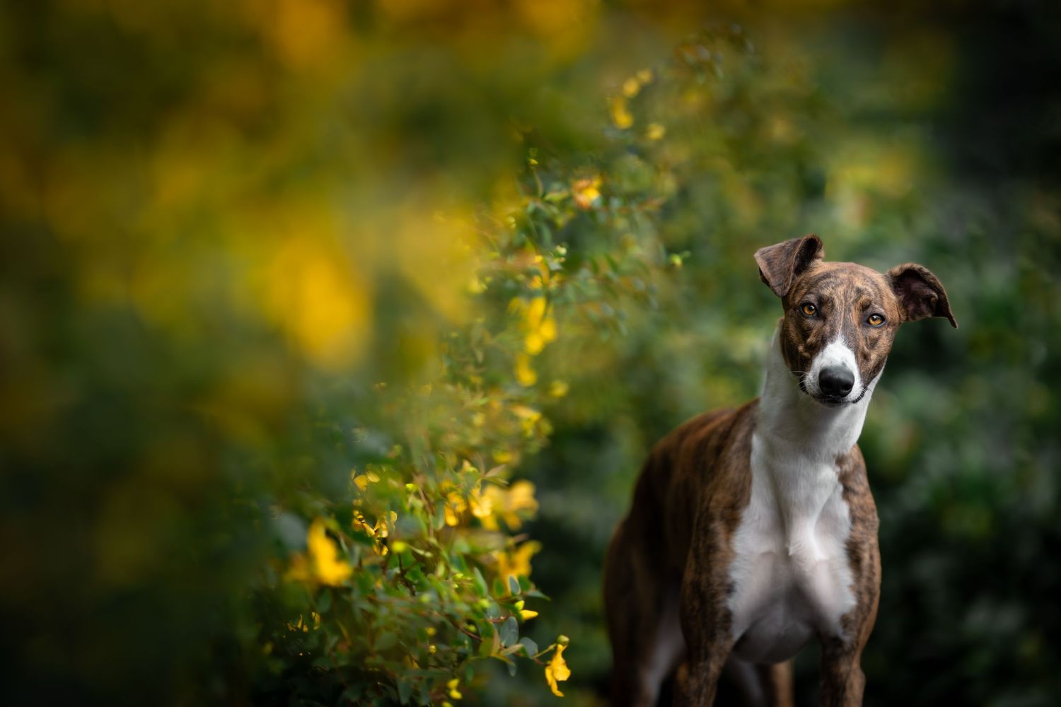 A brindle and white whippet dog standing among vibrant yellow wildflowers outdoors.