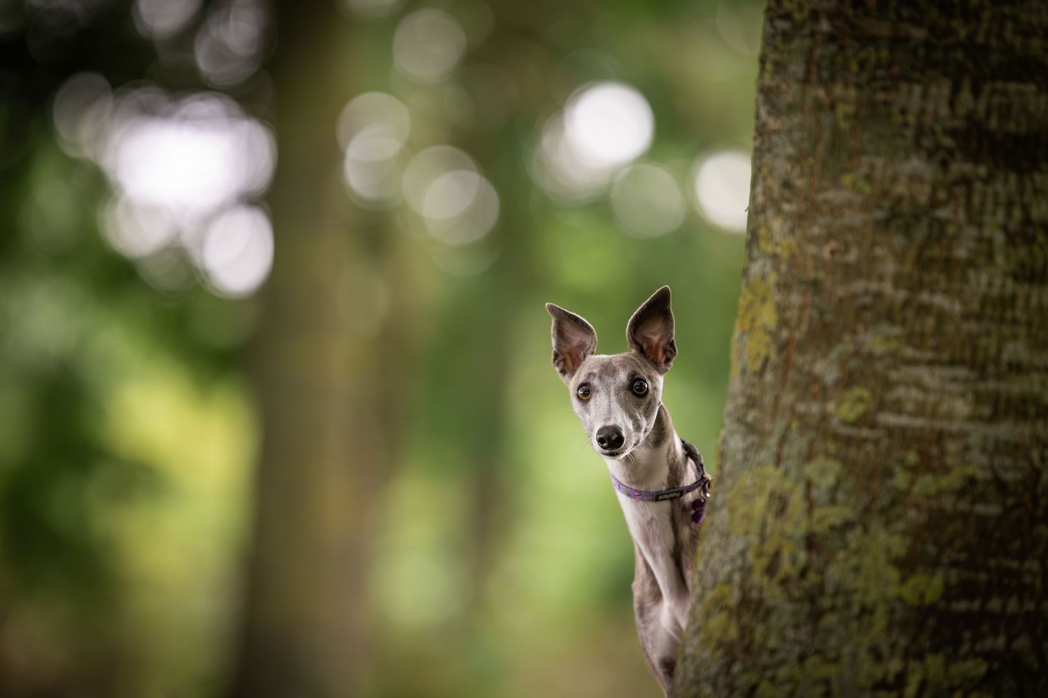 A curious Whippet dog peeks around a tree trunk in a lush green forest, showcasing its slender build.