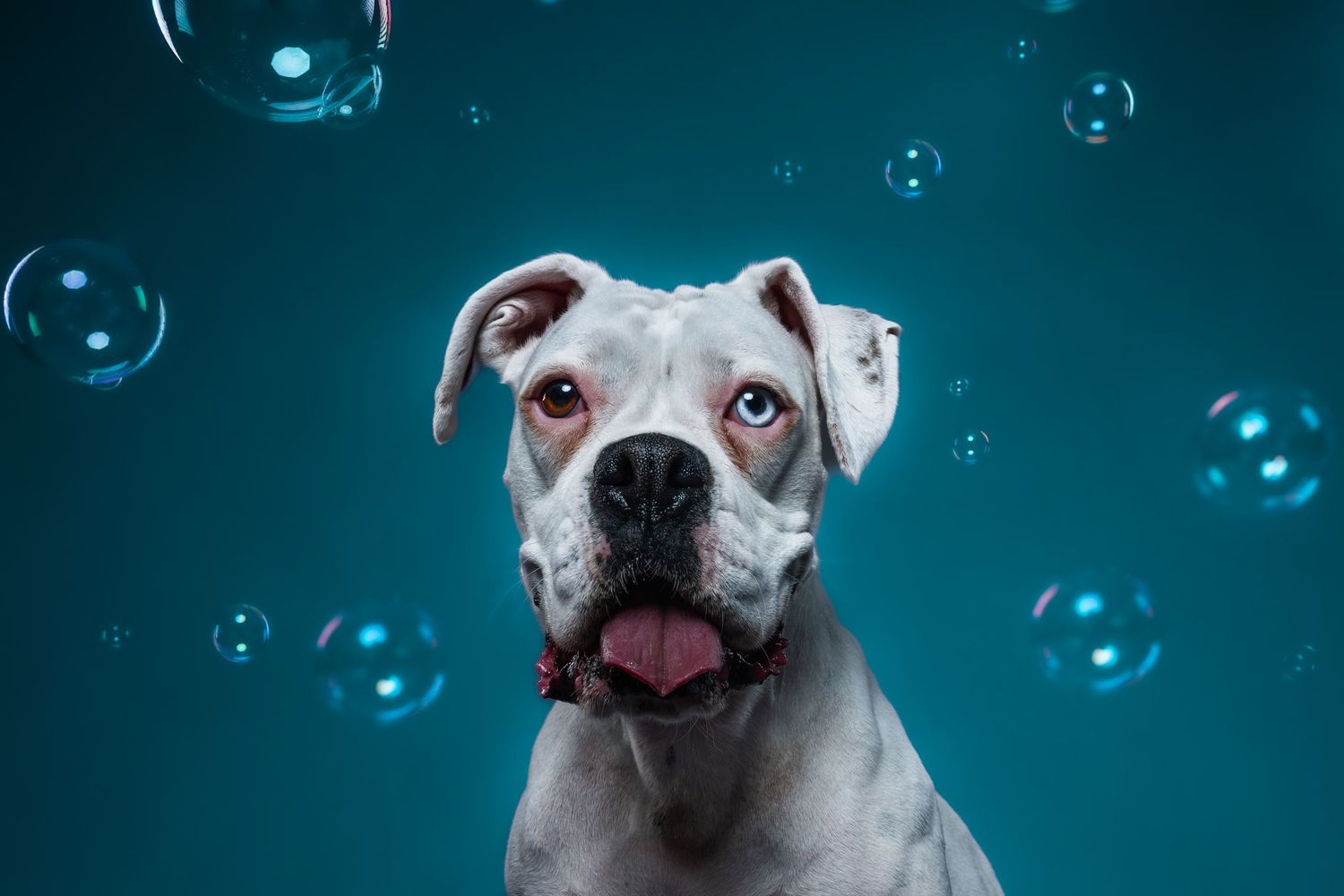 White Boxer dog surrounded by floating soap bubbles against a teal studio background.