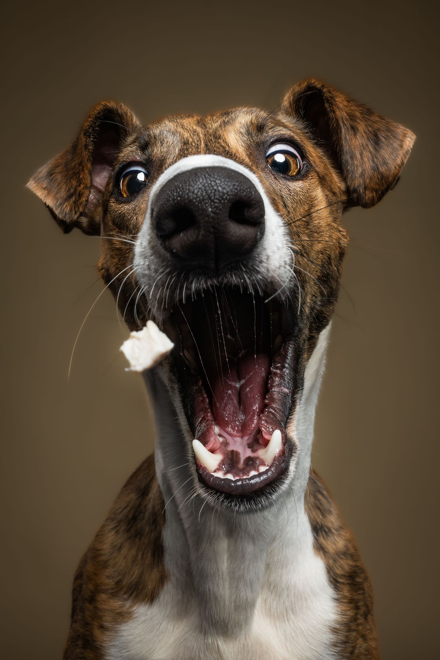 A brindle dog catches a treat mid-air with wide eyes and open mouth against a dark olive background.