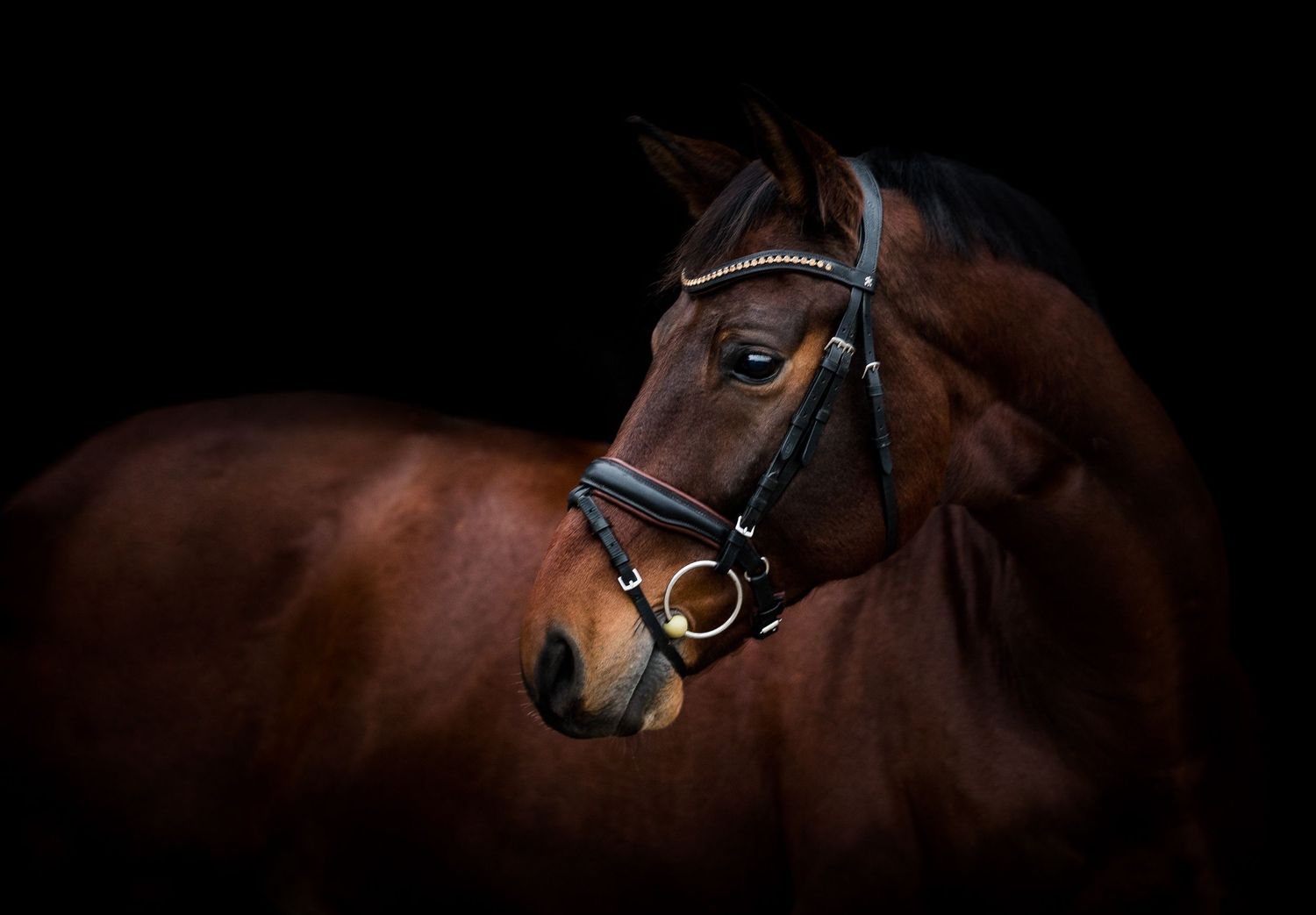 A majestic bay horse wearing a dark bridle poses against a black background in a dramatic studio portrait.