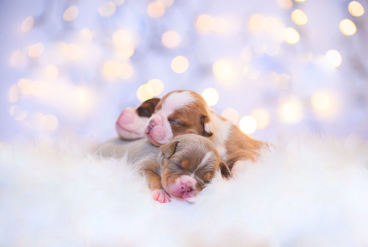 Two newborn Cavalier King Charles Spaniel puppies sleeping together on white fur with soft bokeh lights in background.