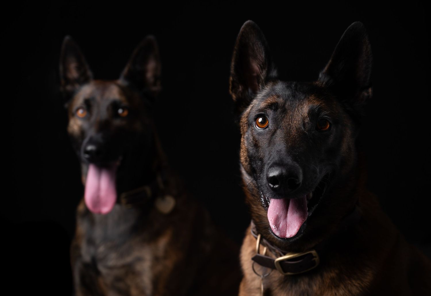 Two dark Belgian Malinois dogs with tongues out pose together against a dramatic black background.