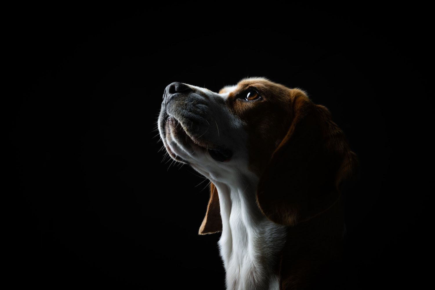 A dramatic low-light portrait of a Beagle dog looking upward against a black background.