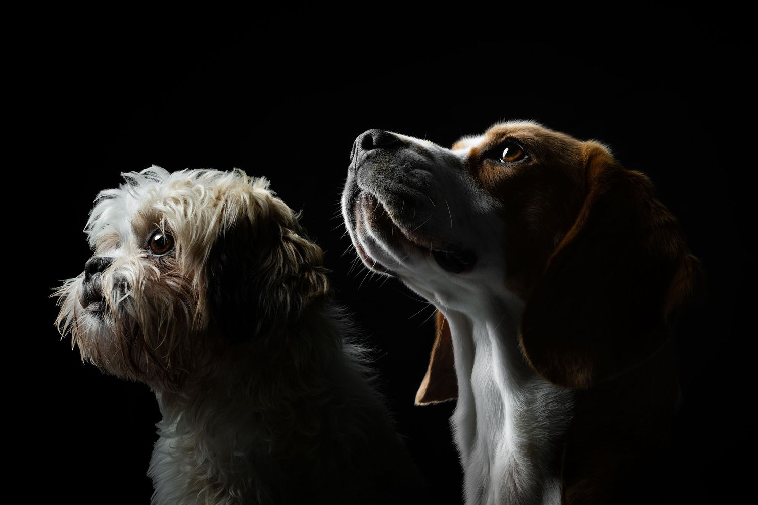 Two dogs, a Shih Tzu and a Beagle, posed together against a dark black background in studio light.