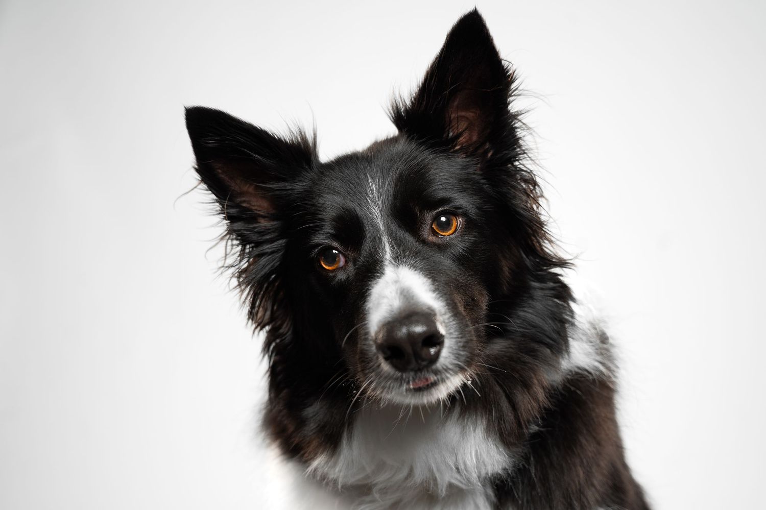 A black and white Border Collie dog with alert ears and warm brown eyes poses against a clean white background.