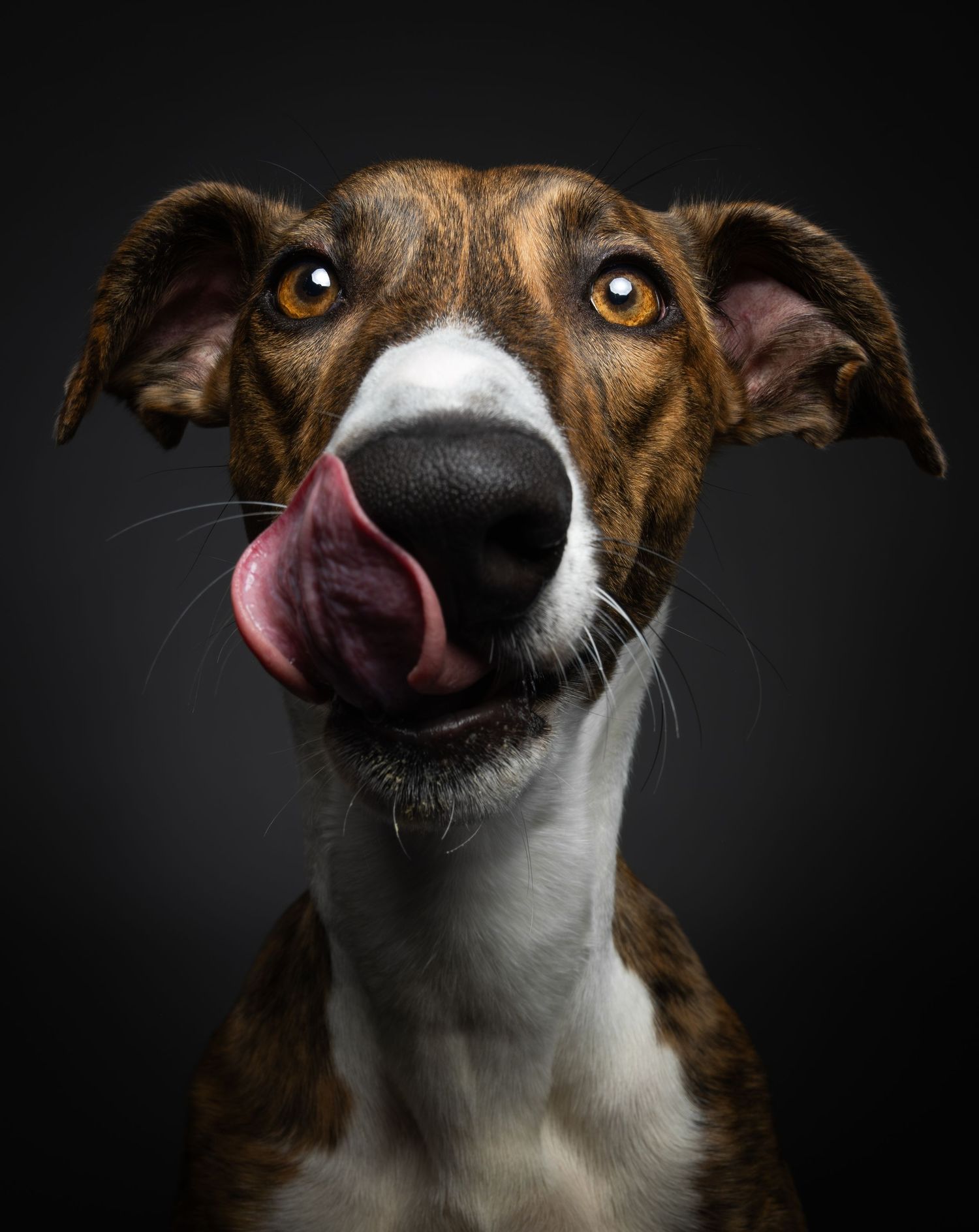 Close-up portrait of a brindle greyhound dog licking its nose against a dark background.