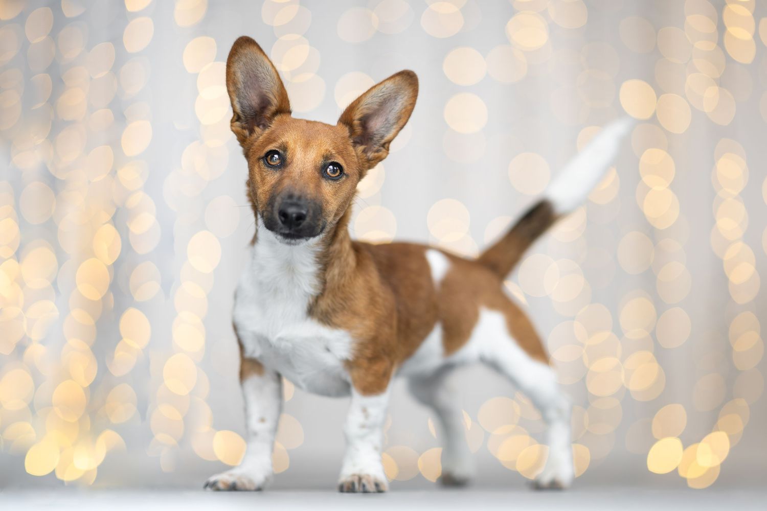 Alert Basenji dog standing tall with perked ears against a bokeh lights background.