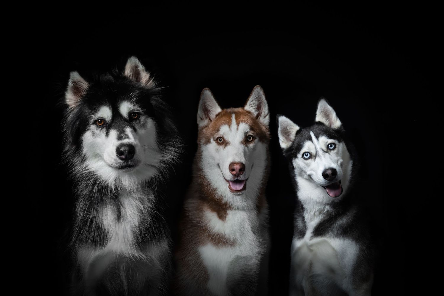 Three Siberian Husky dogs sitting together, two gray and one red, against a black background.