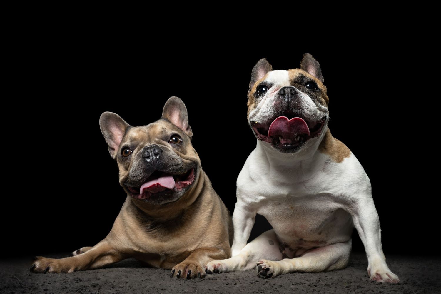 Two French Bulldogs with tongues out posing together against a dramatic black background.