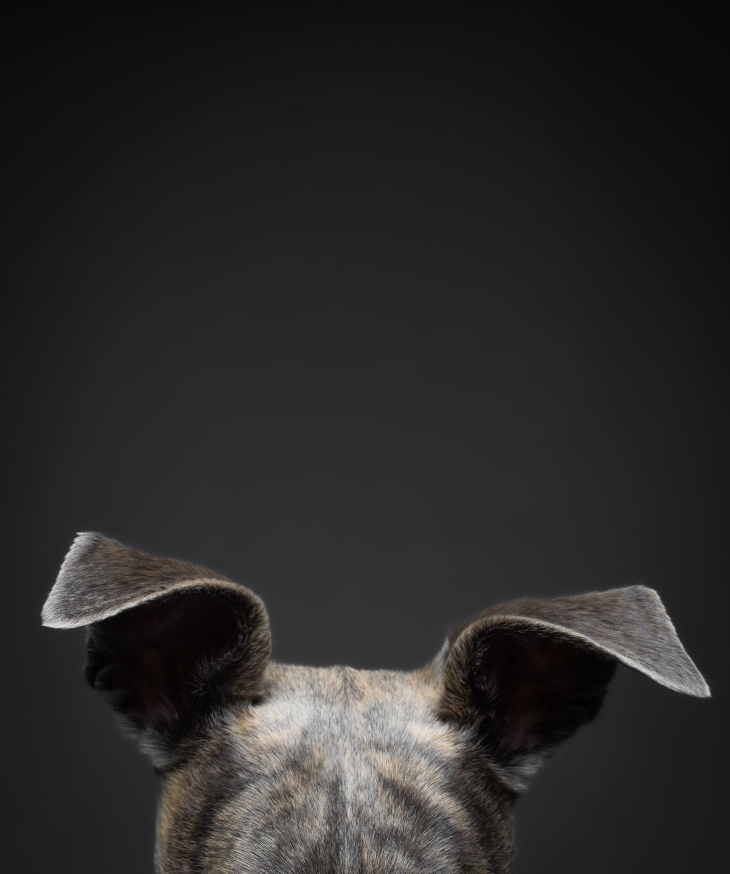 Close-up of a brindle dog's ears peeking over a dark background in a studio portrait.