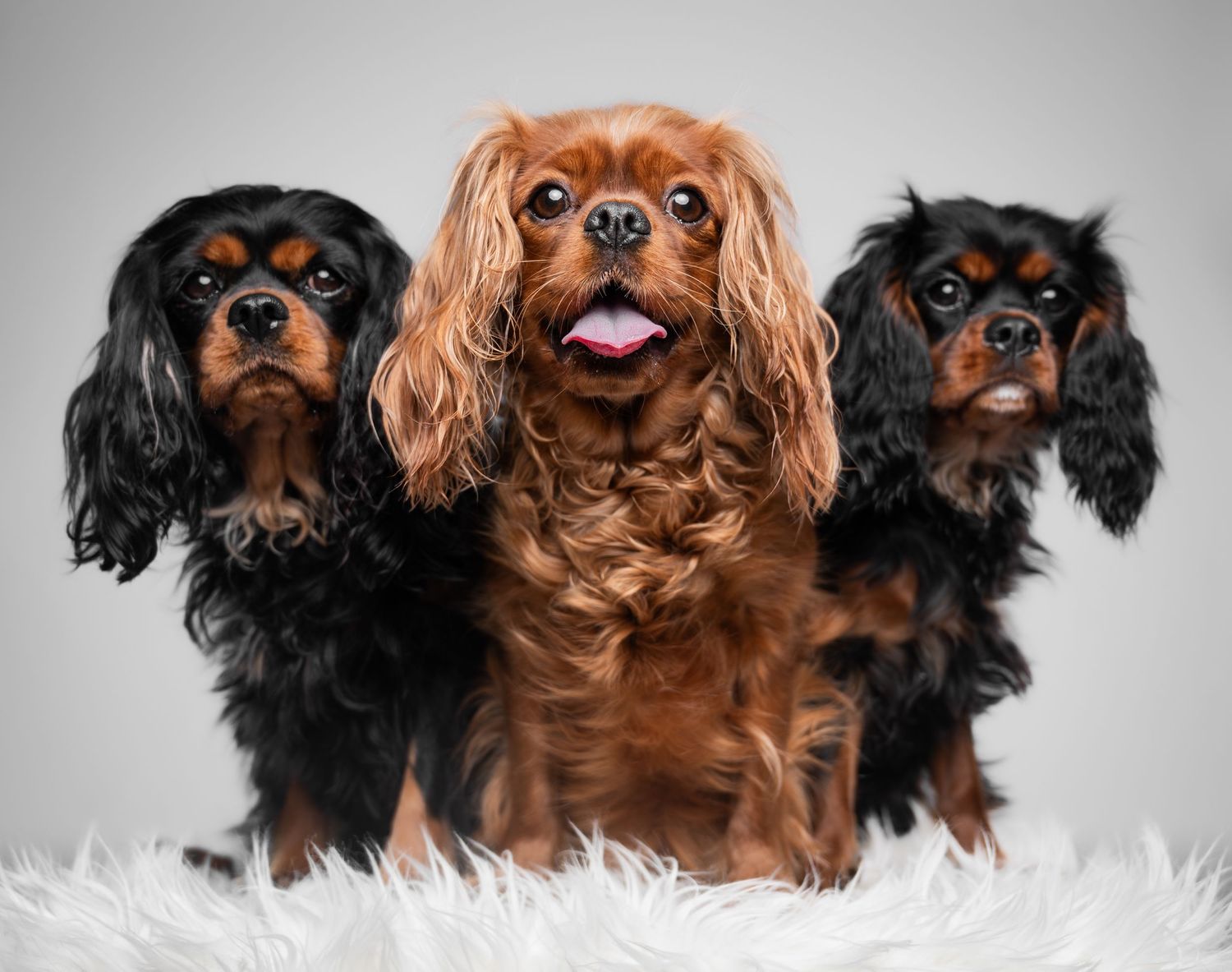Three Cavalier King Charles Spaniels, one ruby and two black and tan, sit together on a white fluffy surface.