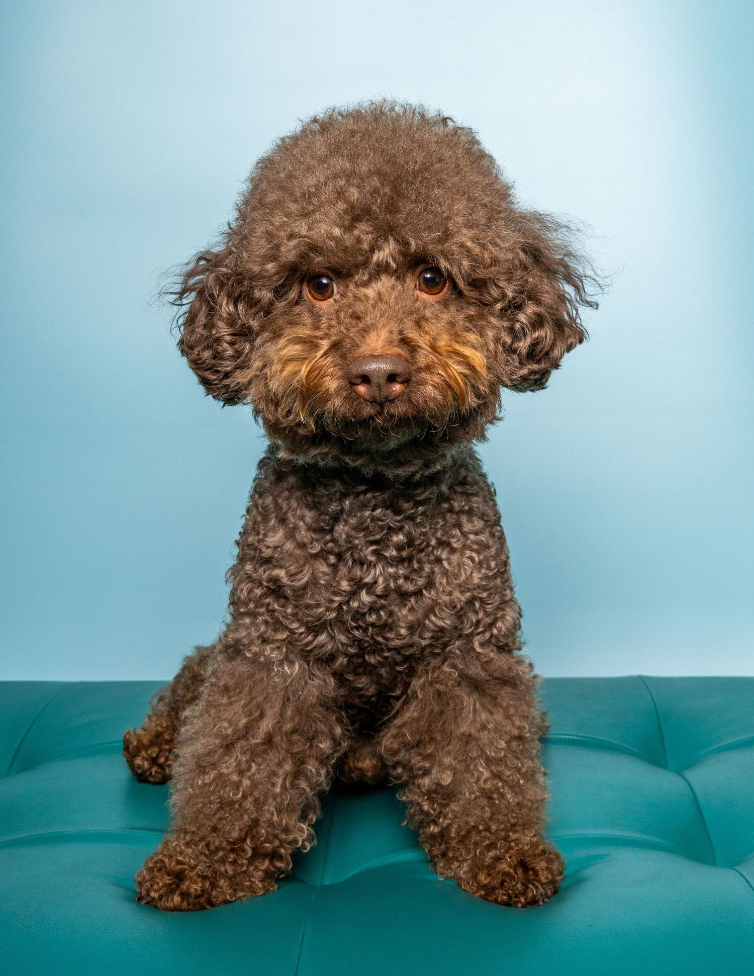 pet portrait poodle dog pet photo