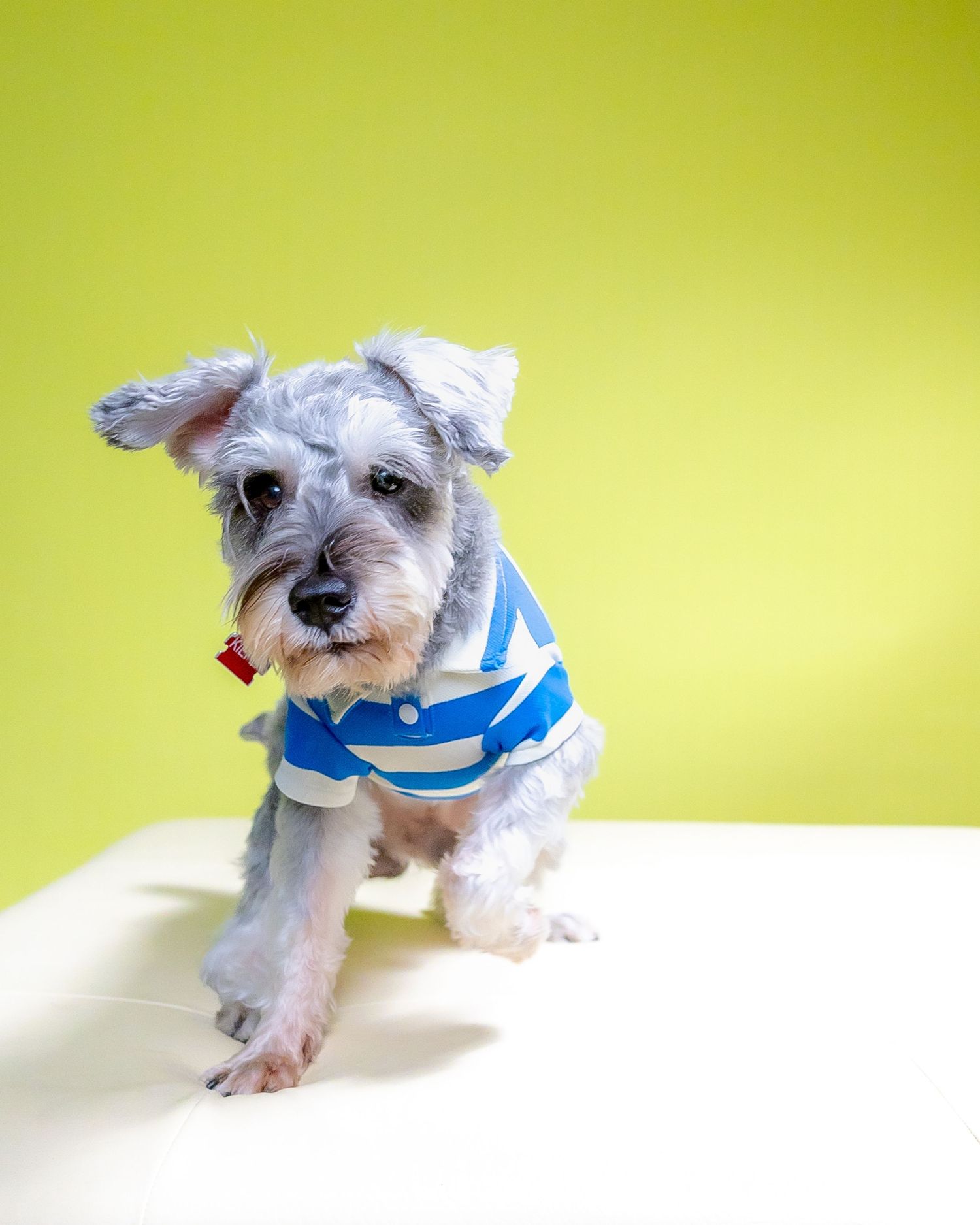 schnauzer dog pet photo movement action photo pet photo