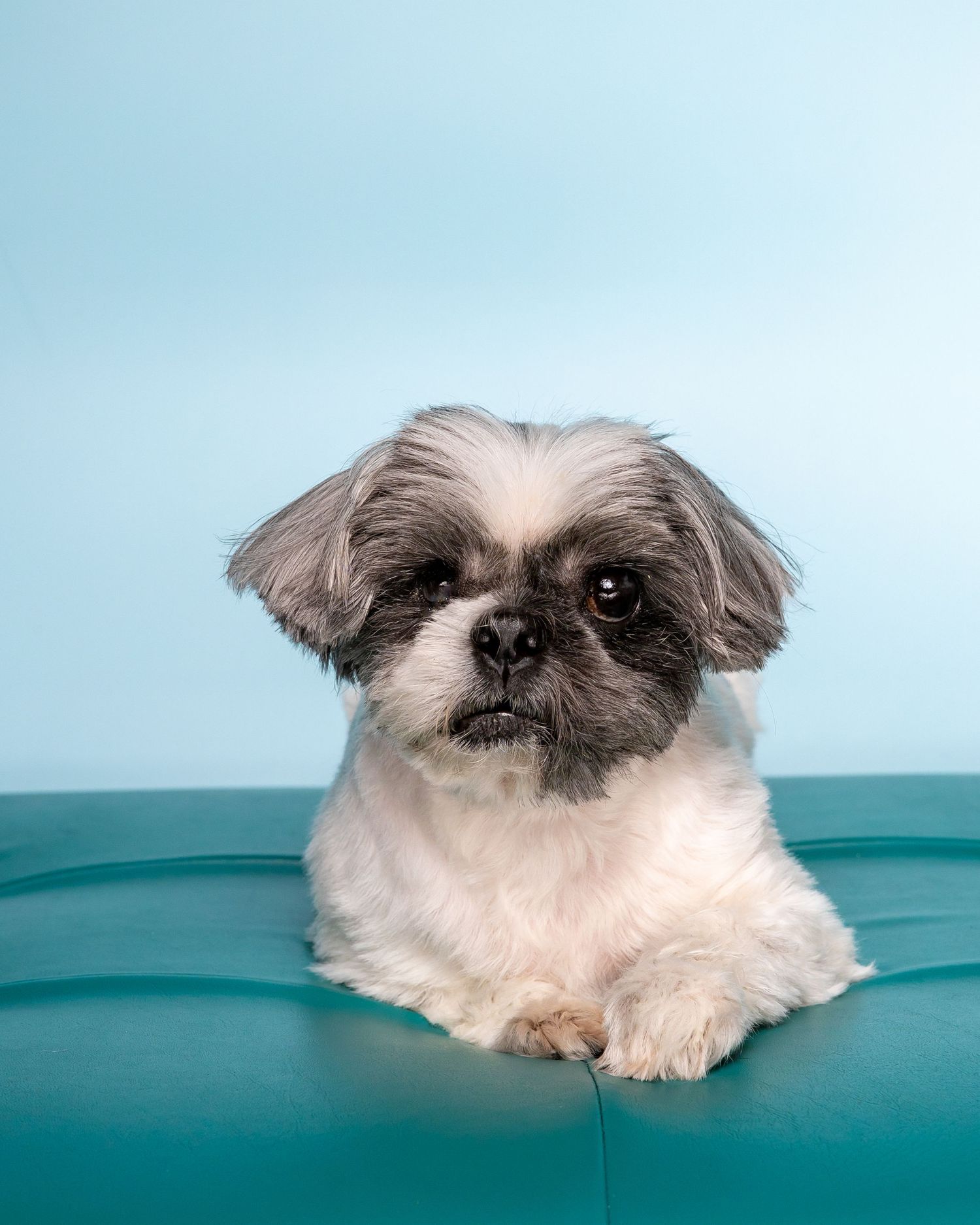 “If I could be half the person my dog is, I’d be twice the human I am.”

pet portrait shih tzu dog pet photo
