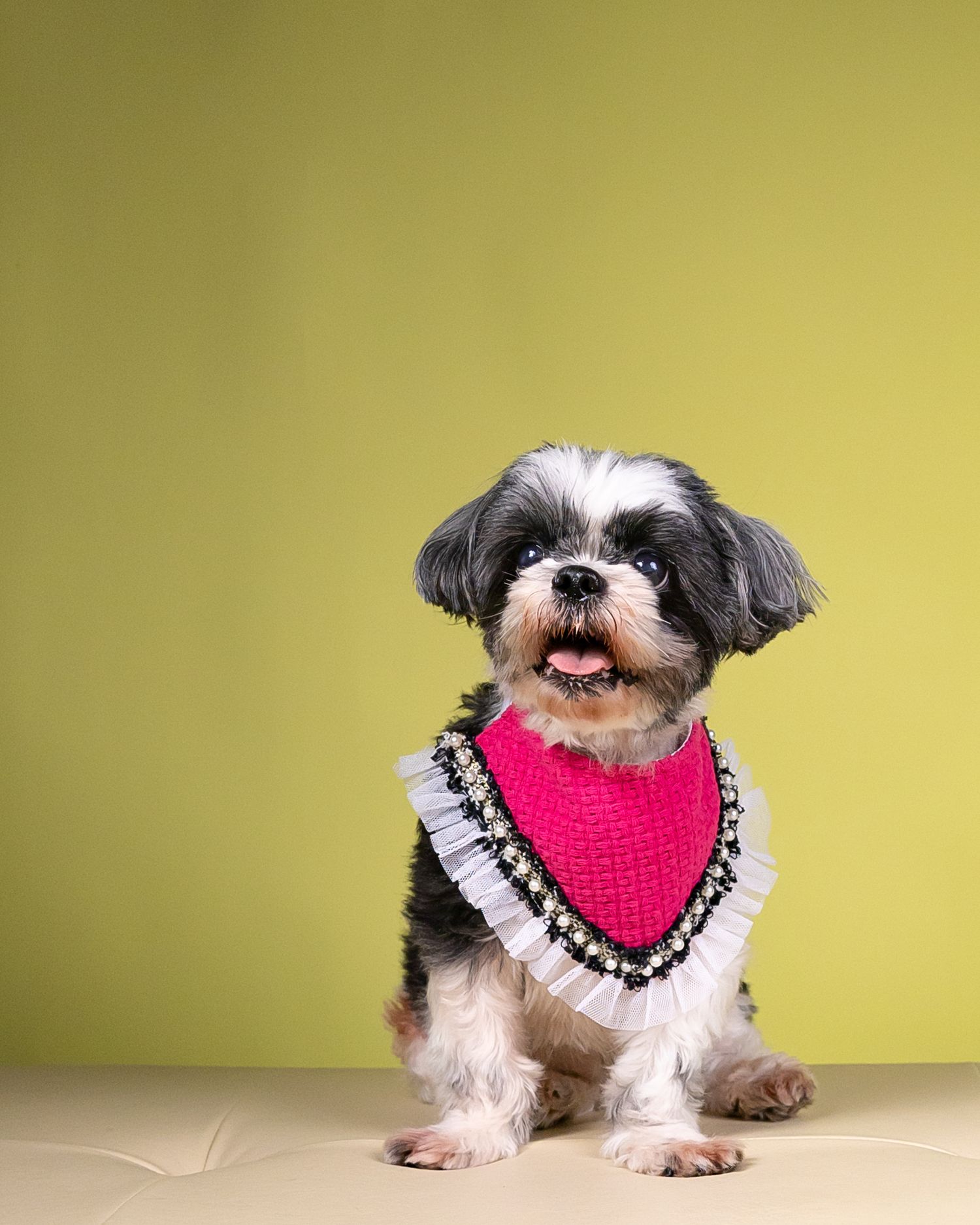 pet portrait shih tzu dog pet photo