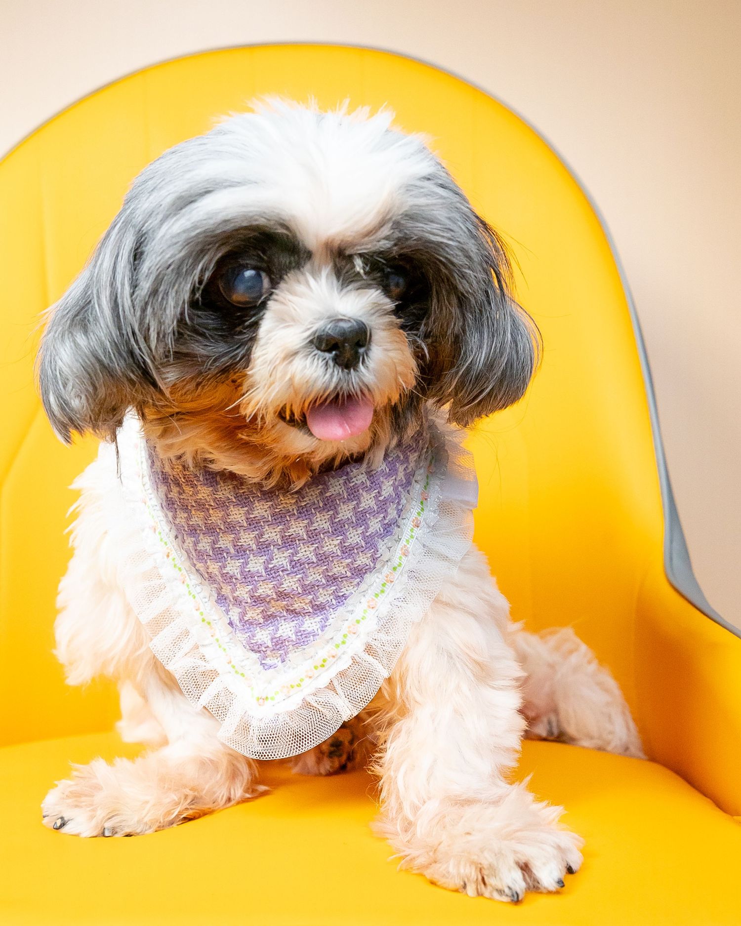 pet portrait shih tzu dog pet photo