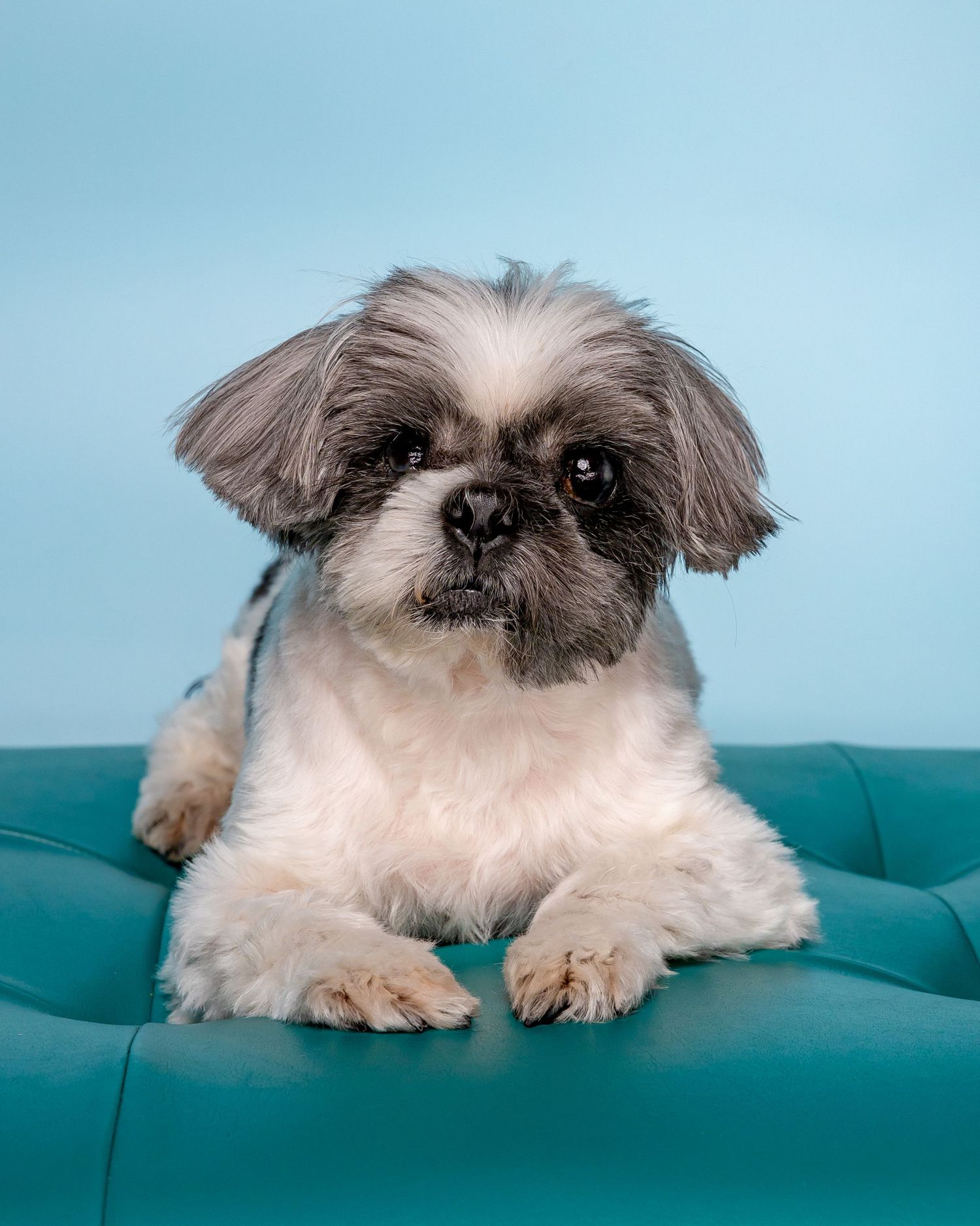 pet portrait shih tzu dog pet photo
