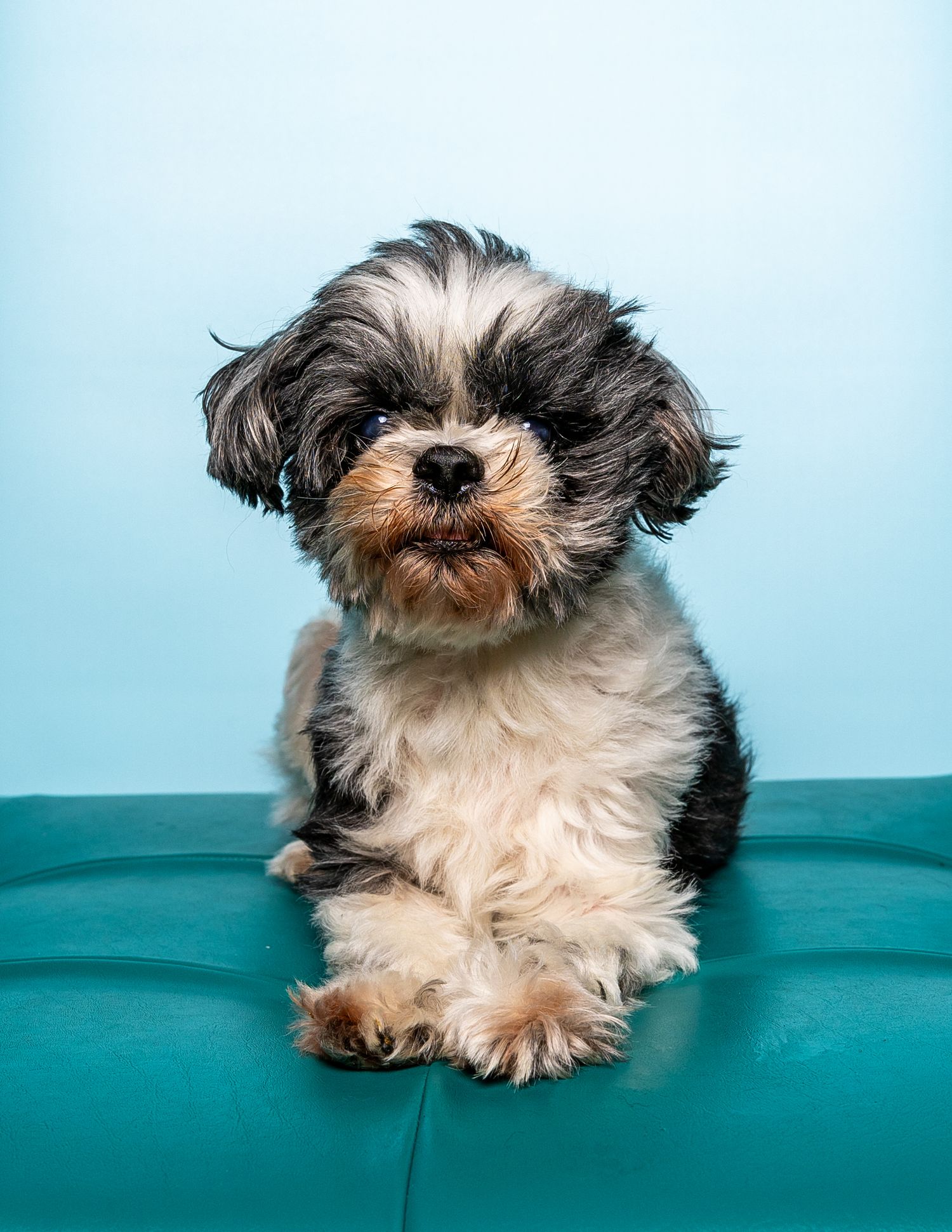 pet portrait shih tzu dog pet photo