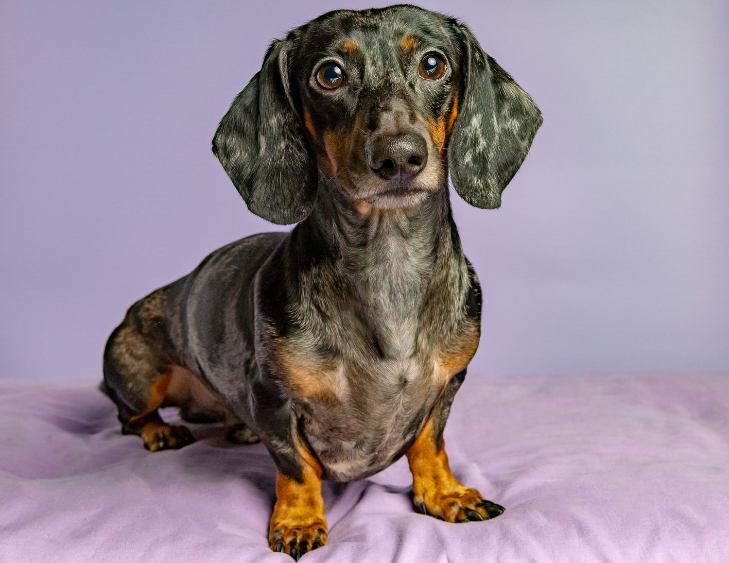 pet portrait dachshund dog pet photo