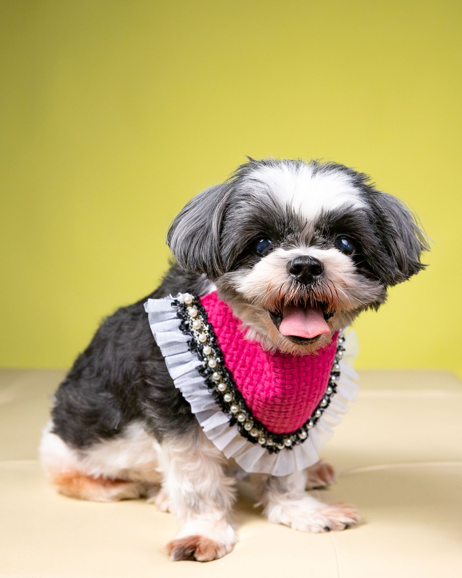 pet portrait shih tzu dog pet photo