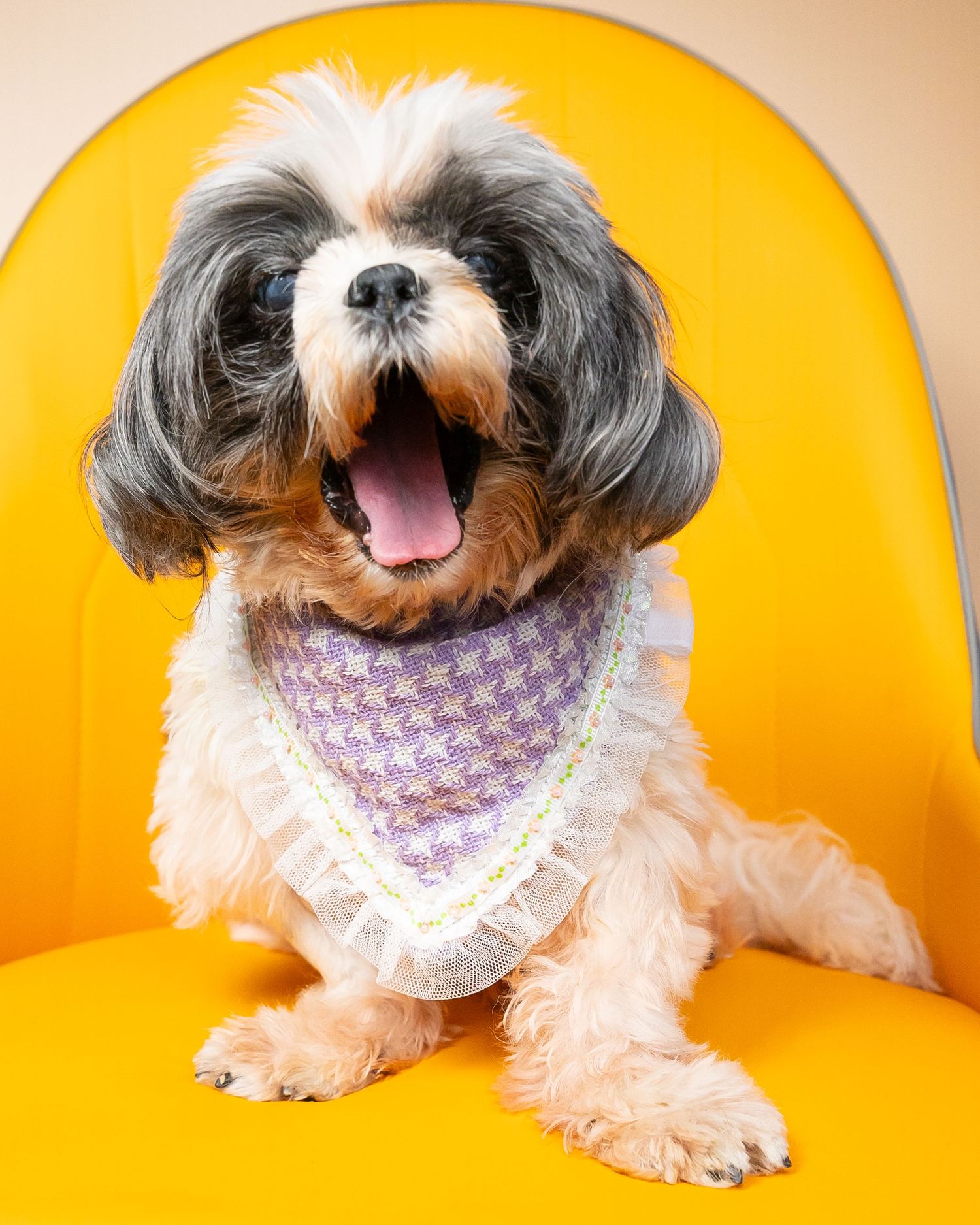pet portrait shih tzu dog pet photo