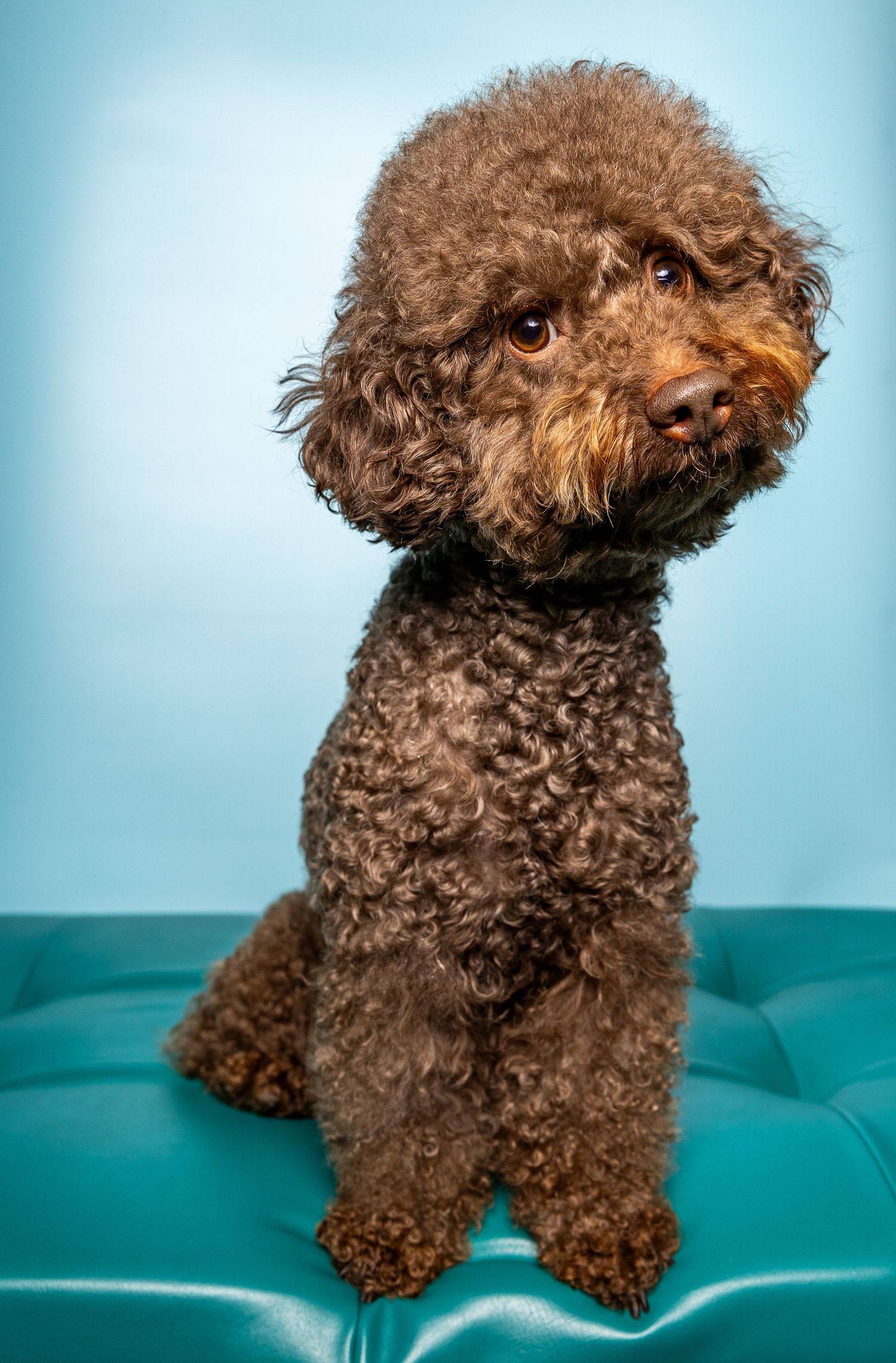 pet portrait poodle dog pet photo