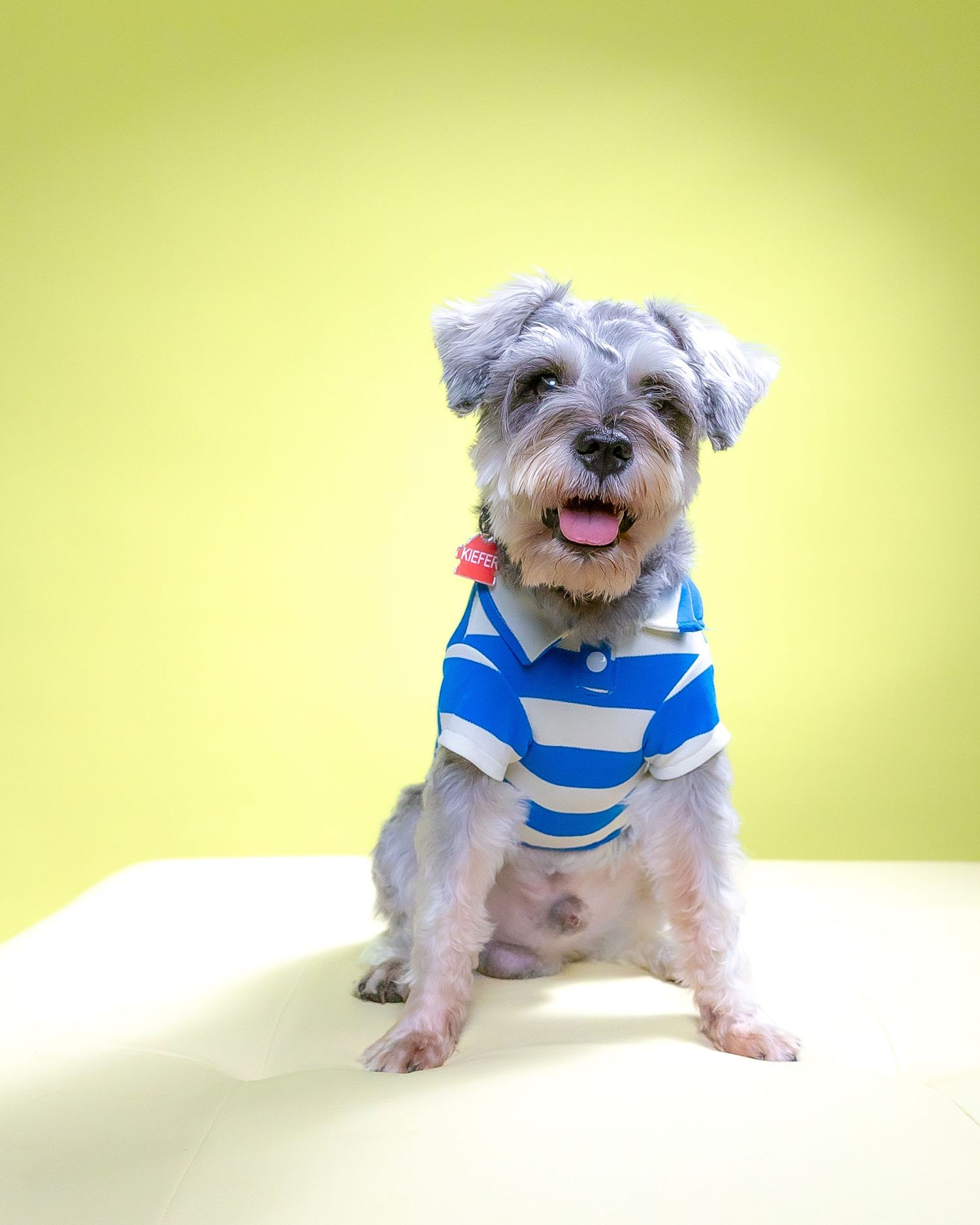 pet portrait schnauzer dog pet photo