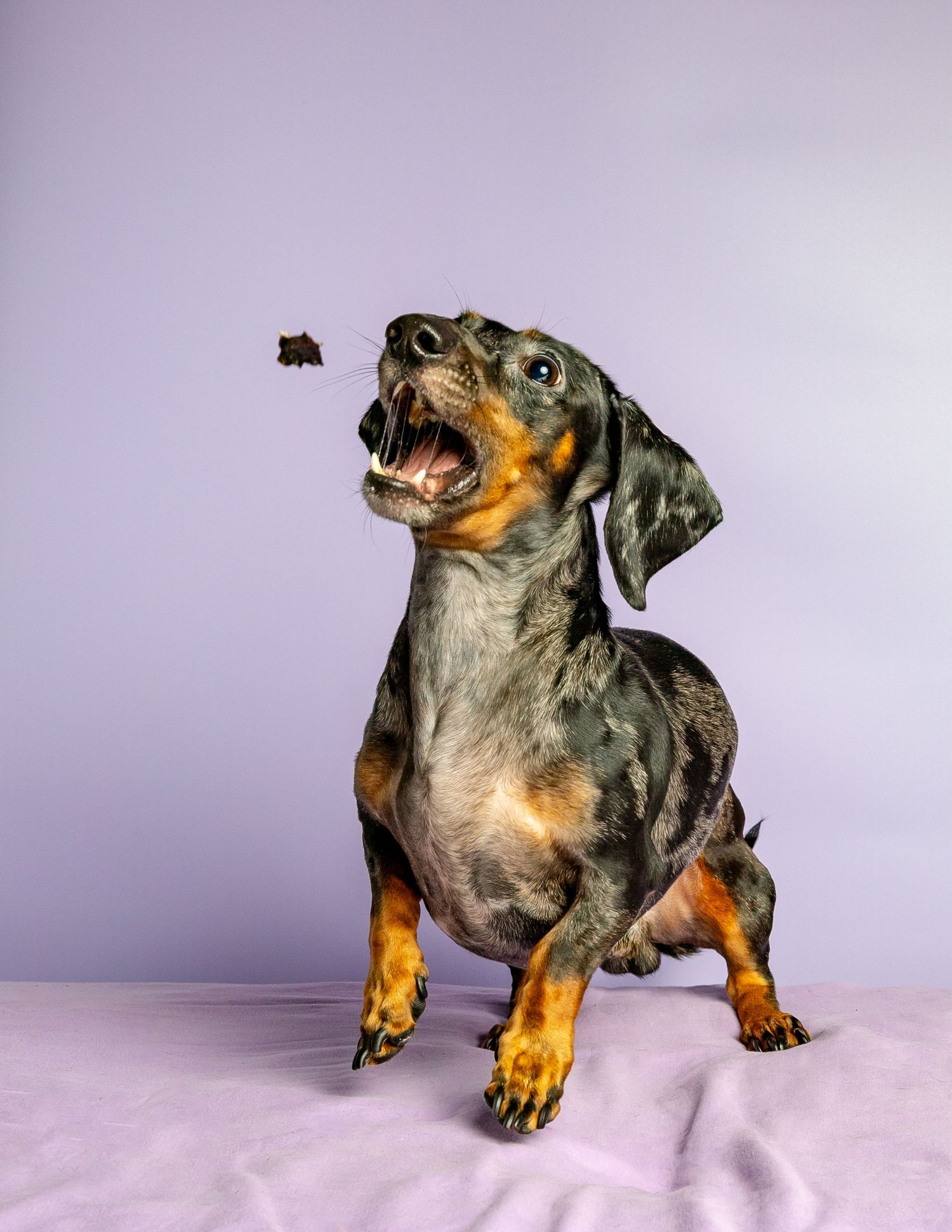 pet portrait dachshund dog pet photo movement action photo