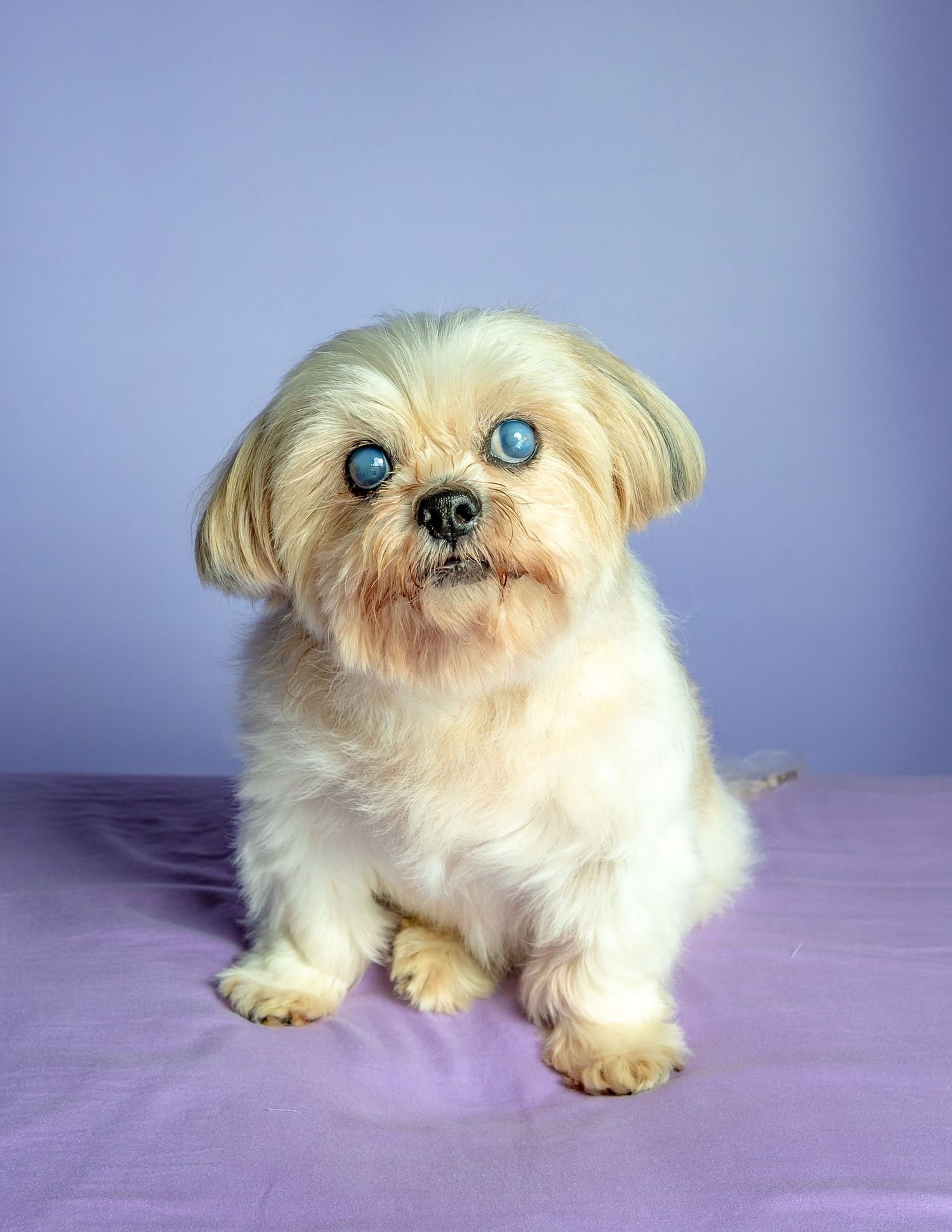 pet portrait shih tzu dog pet photo