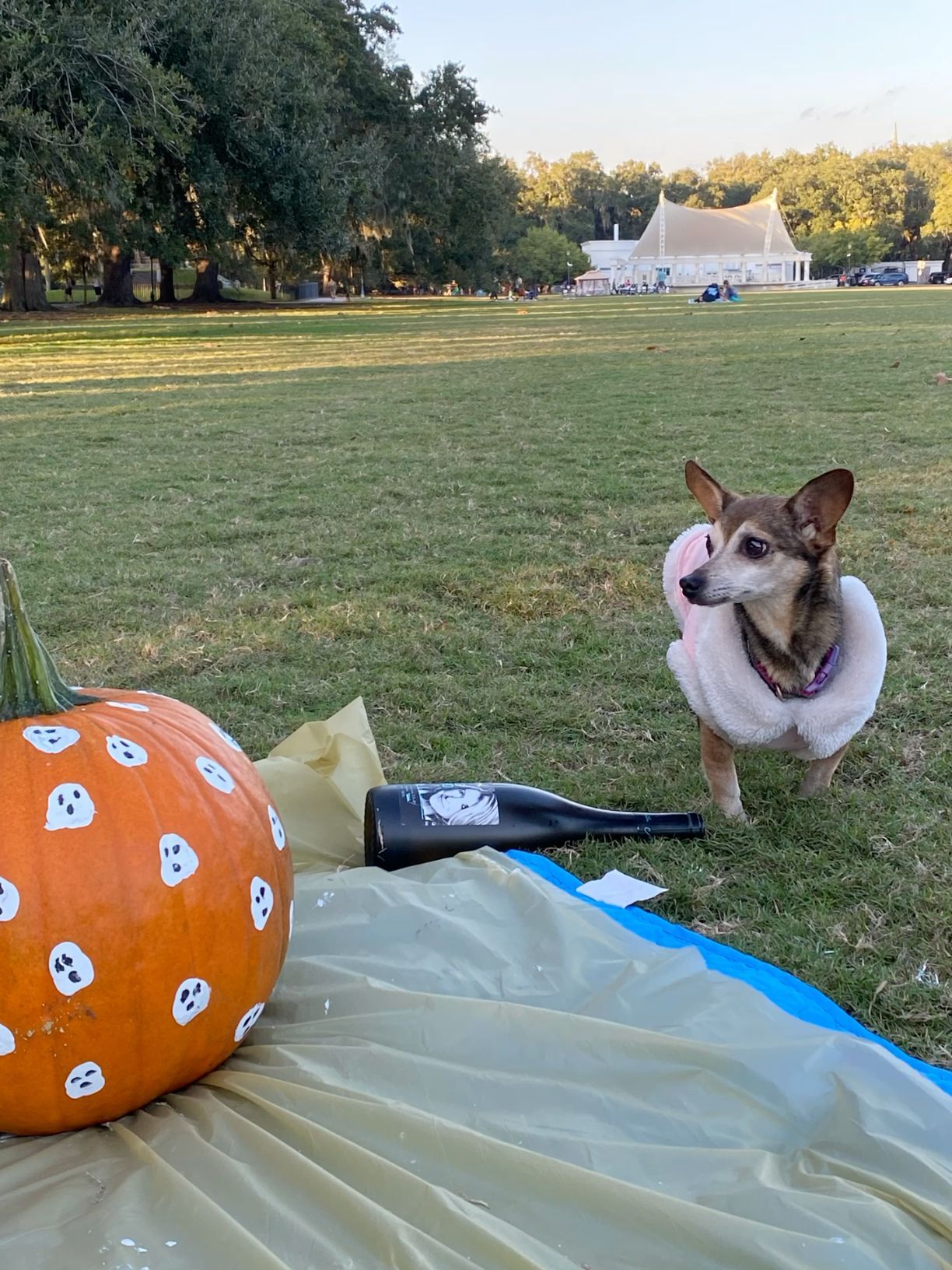 Small dog in pink costume standing beside a ghost-painted pumpkin and wine bottle on park lawn.